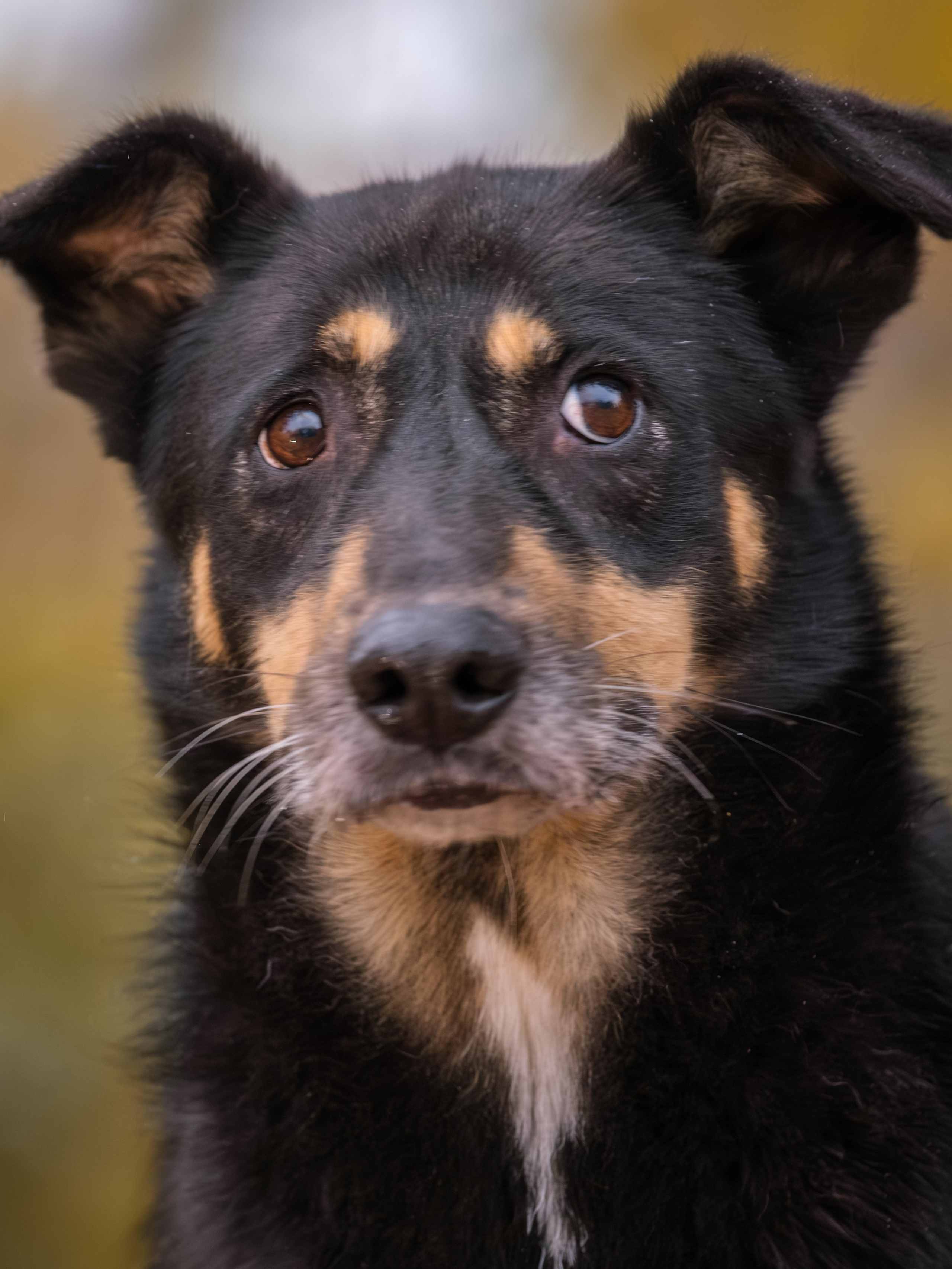 Съемки для пристройства!. Зоофотограф, фотограф животных в Москве и области Дина Дамоцева