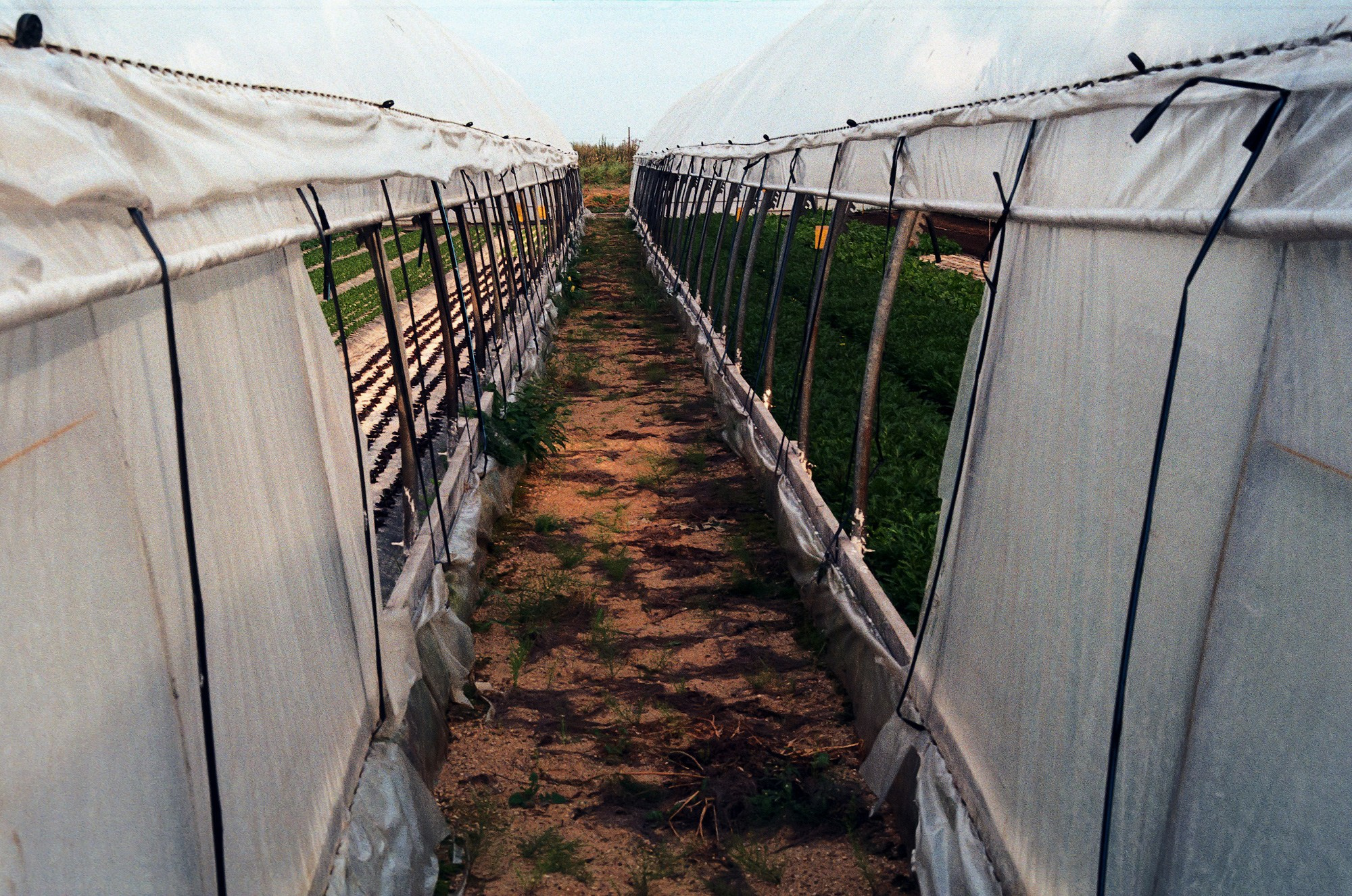 SuperFoodFarm. The history of the farm. Another person Pavel Potseluev. A photographer in 2025