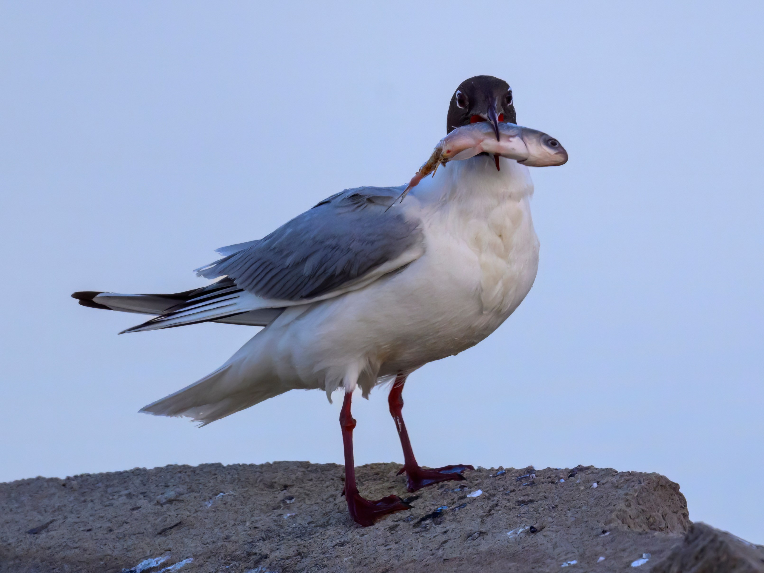 Охота сов и схватка с лунем. Фотограф Сергей Пупонин
