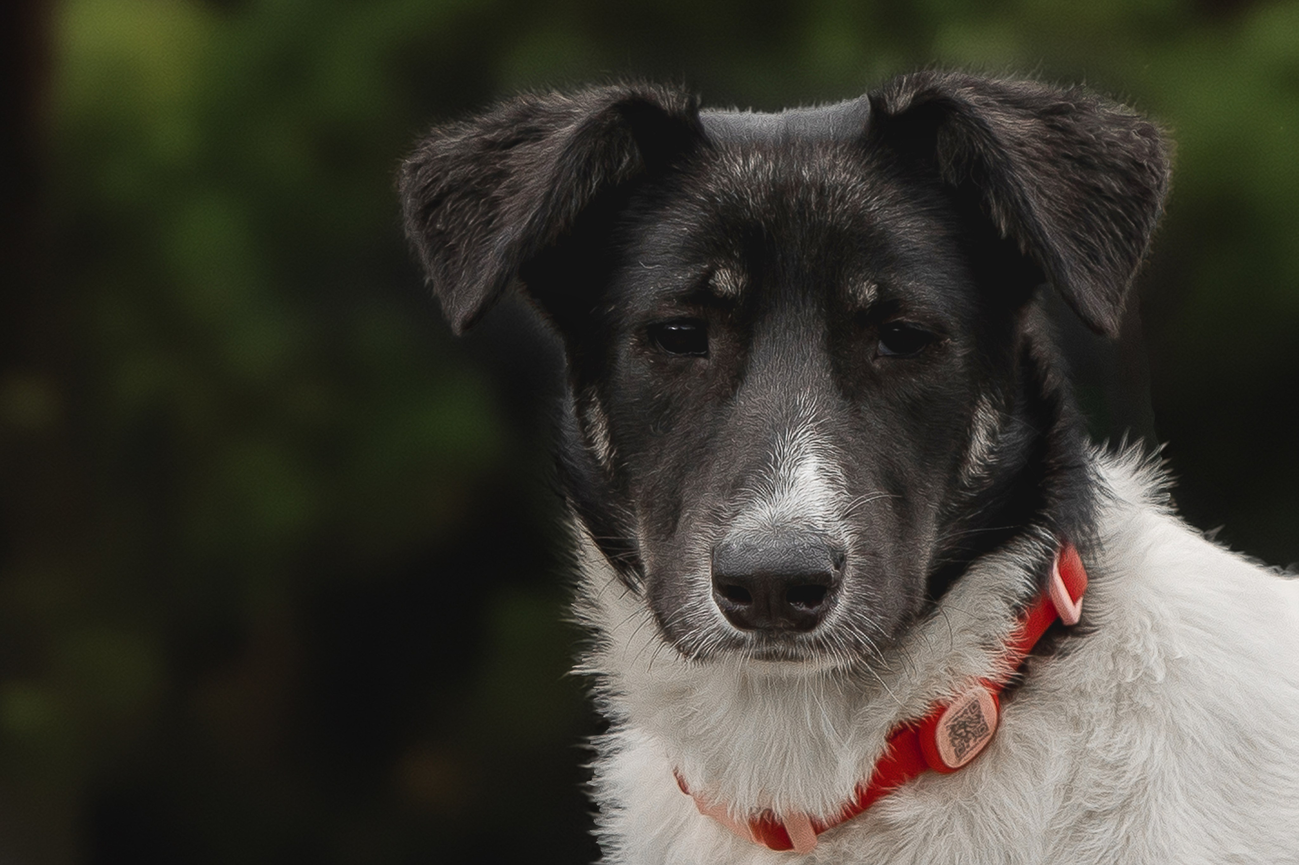 ИЩУТ ДОМ. Фотограф-анималист в Москве и Подмосковье