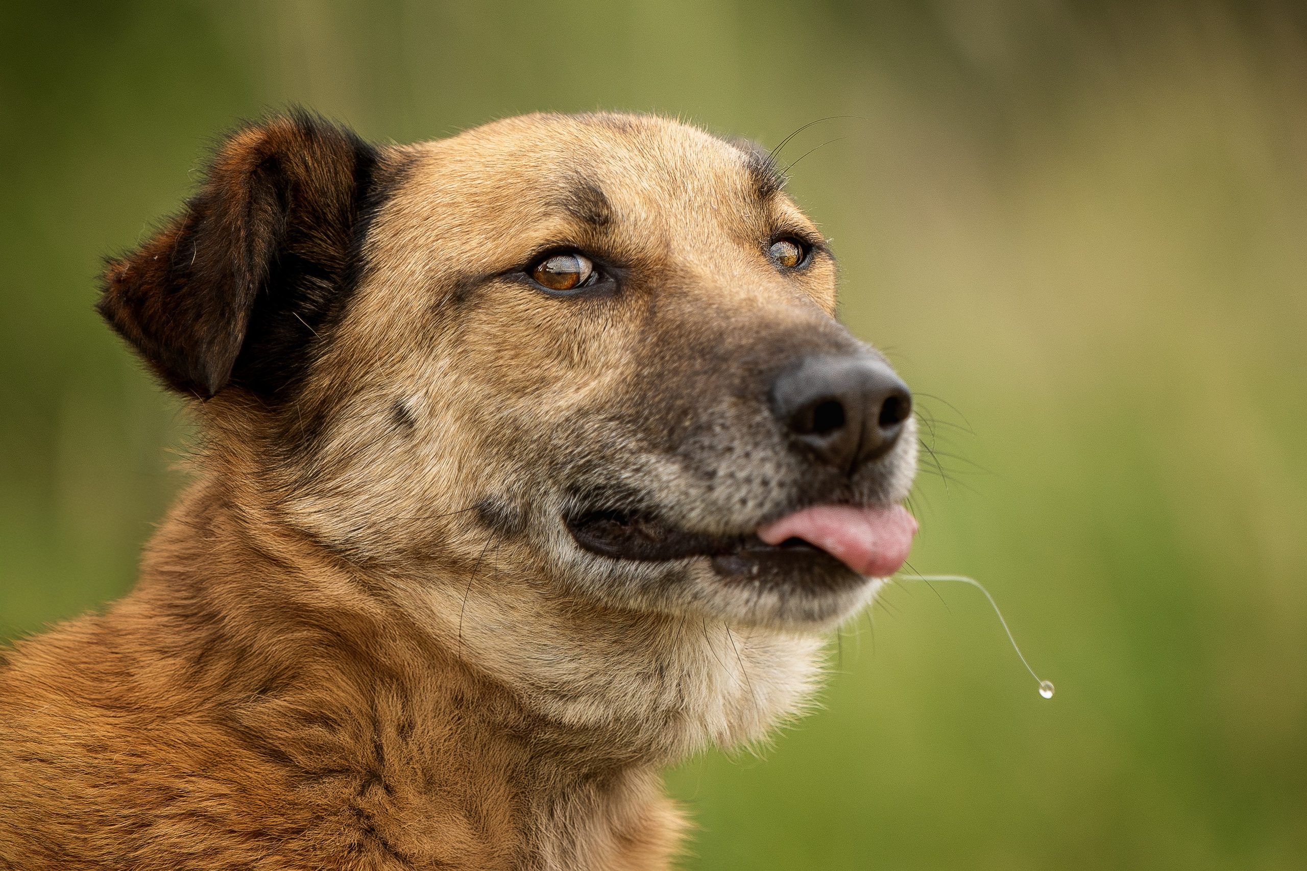 ИЩУТ ДОМ. Фотограф-анималист в Москве и Подмосковье