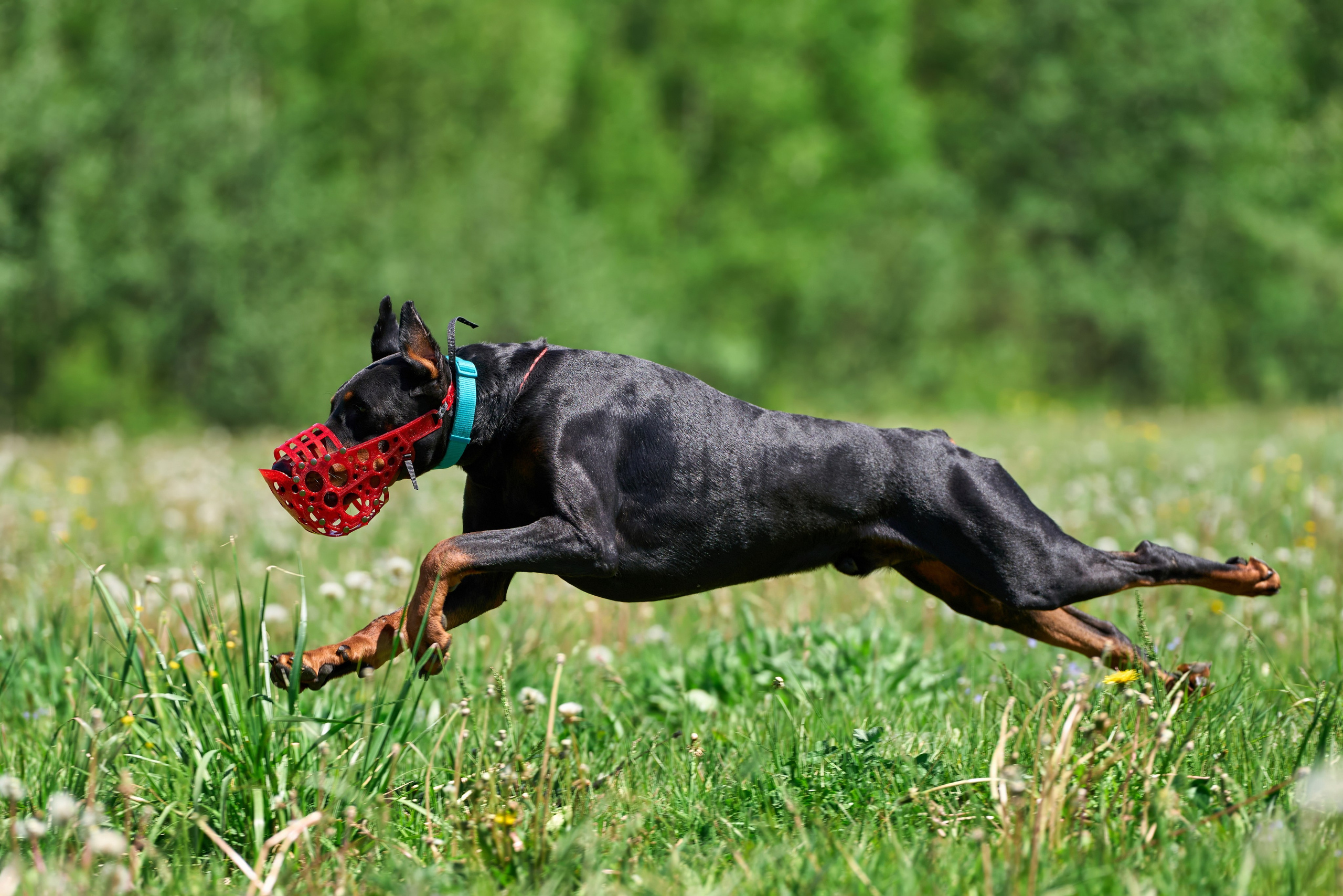 Тренировка по курсингу Донино. Фотограф-анималист Михаил Манухин