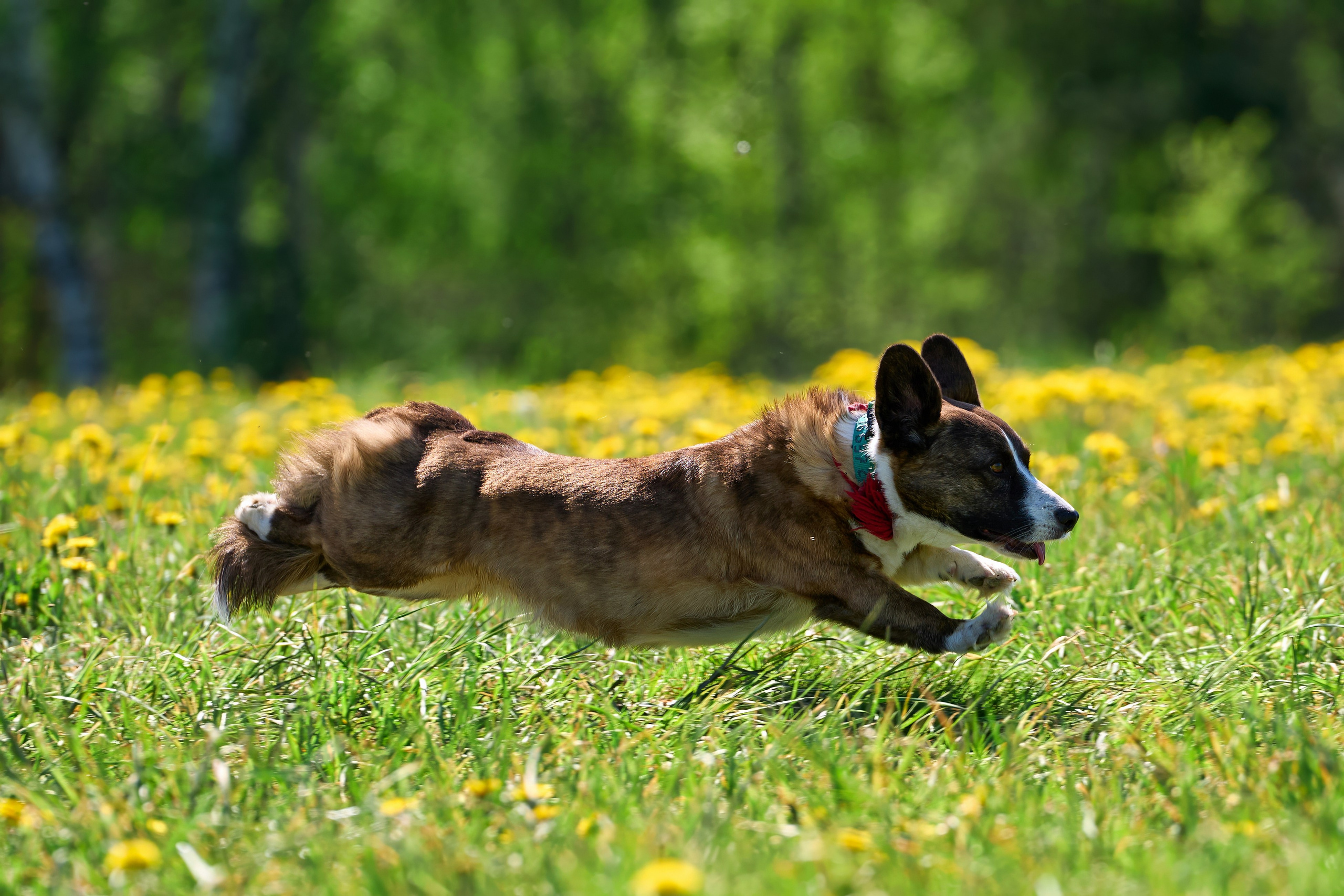 Тренировка по курсингу «на Ярославке». Фотограф-анималист Михаил Манухин
