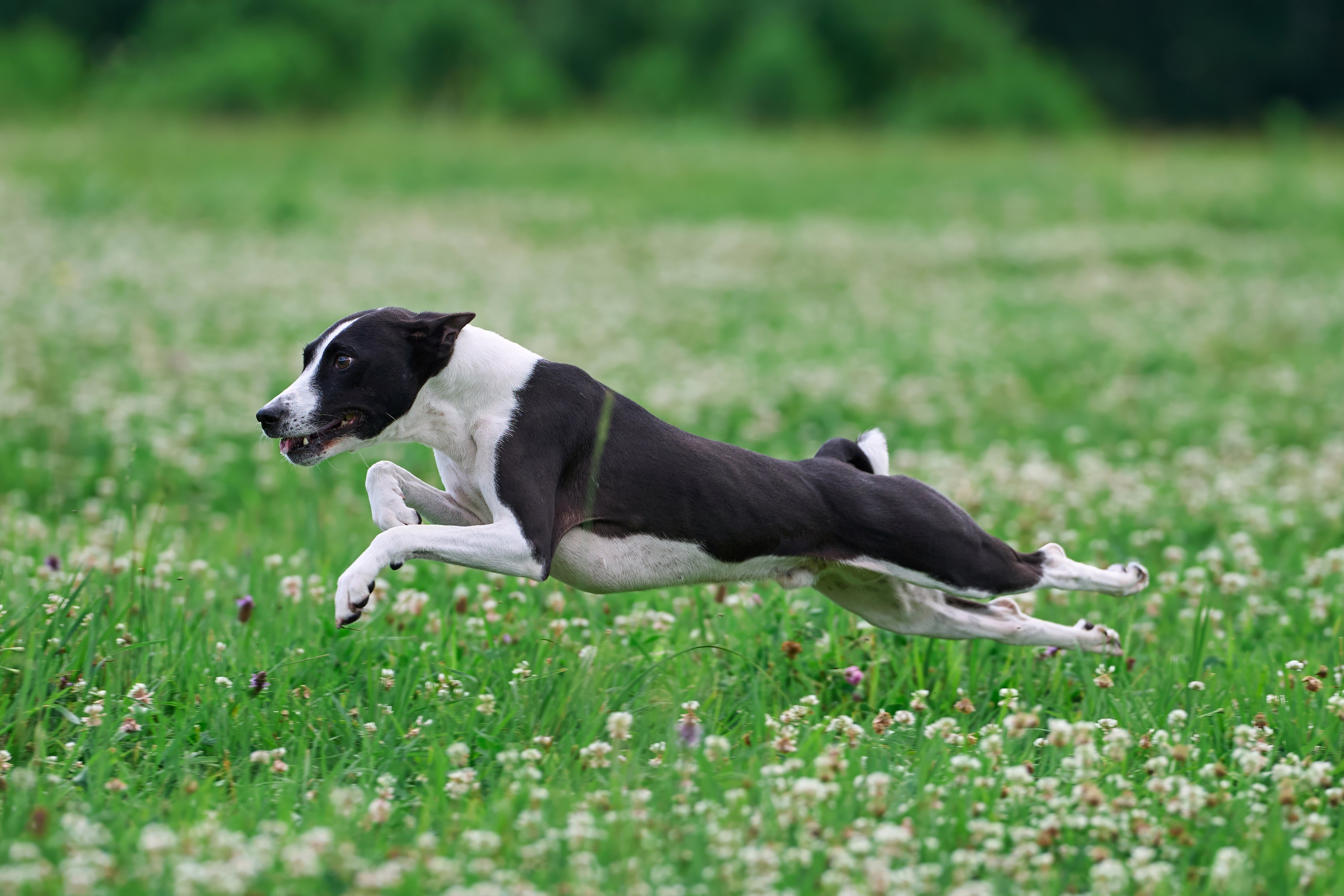 Тренировка по курсингу в Донино. Фотограф-анималист Михаил Манухин