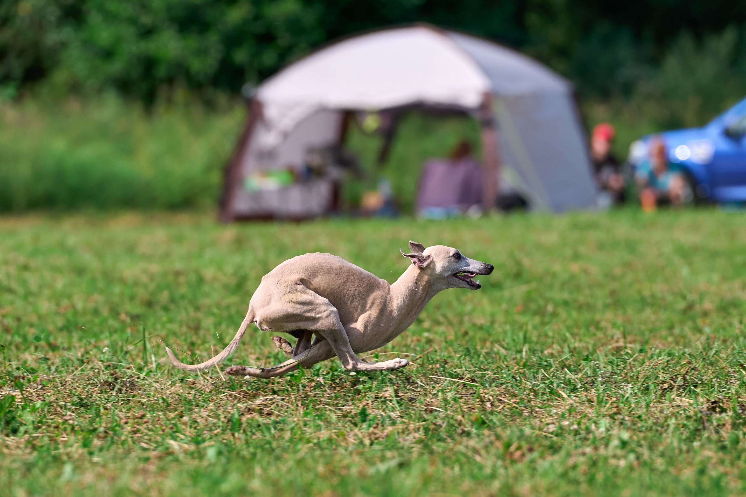 Тренировка в Донино. Фотограф-анималист Михаил Манухин