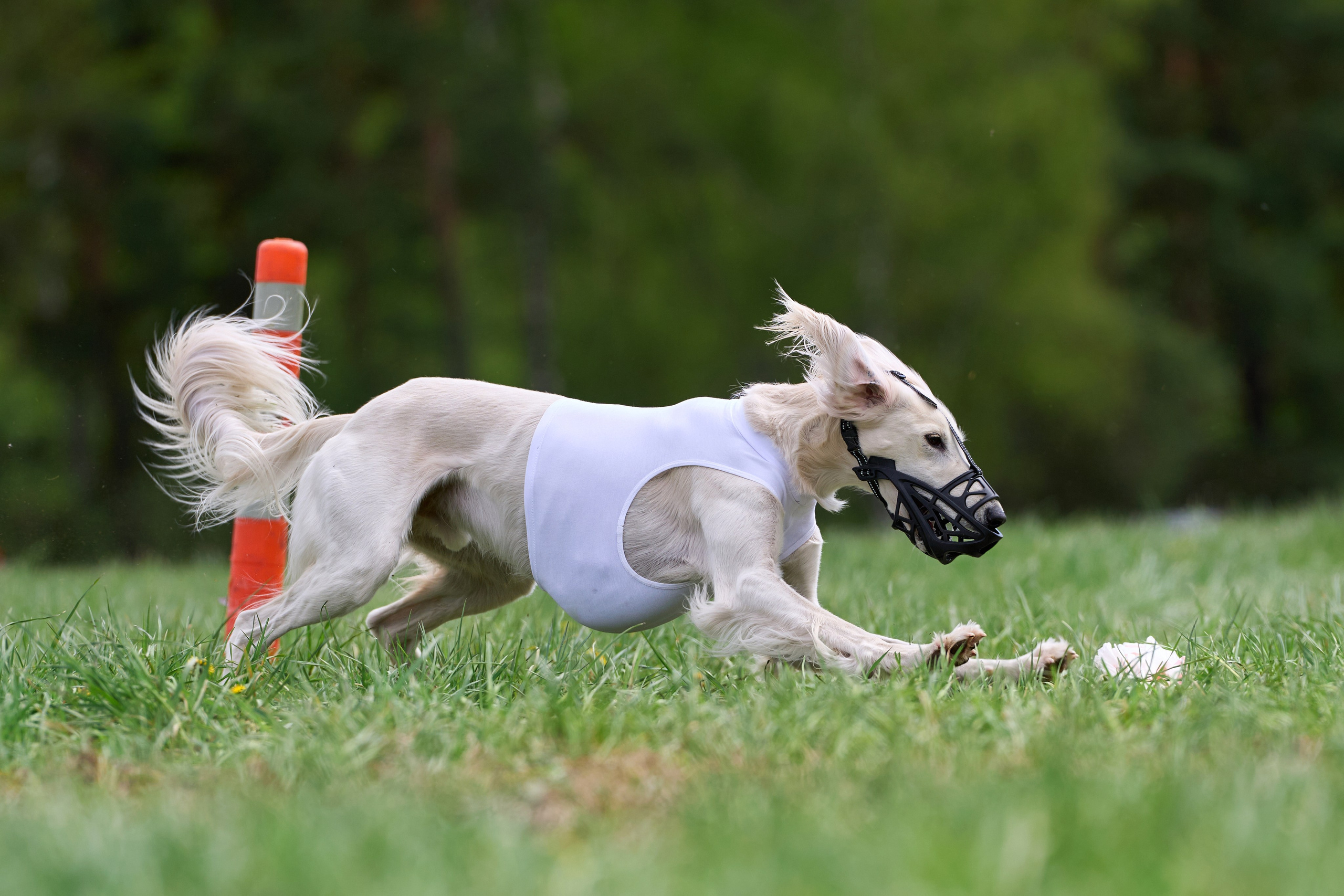 ПЧРКФ по курсингу. Фотограф-анималист Михаил Манухин