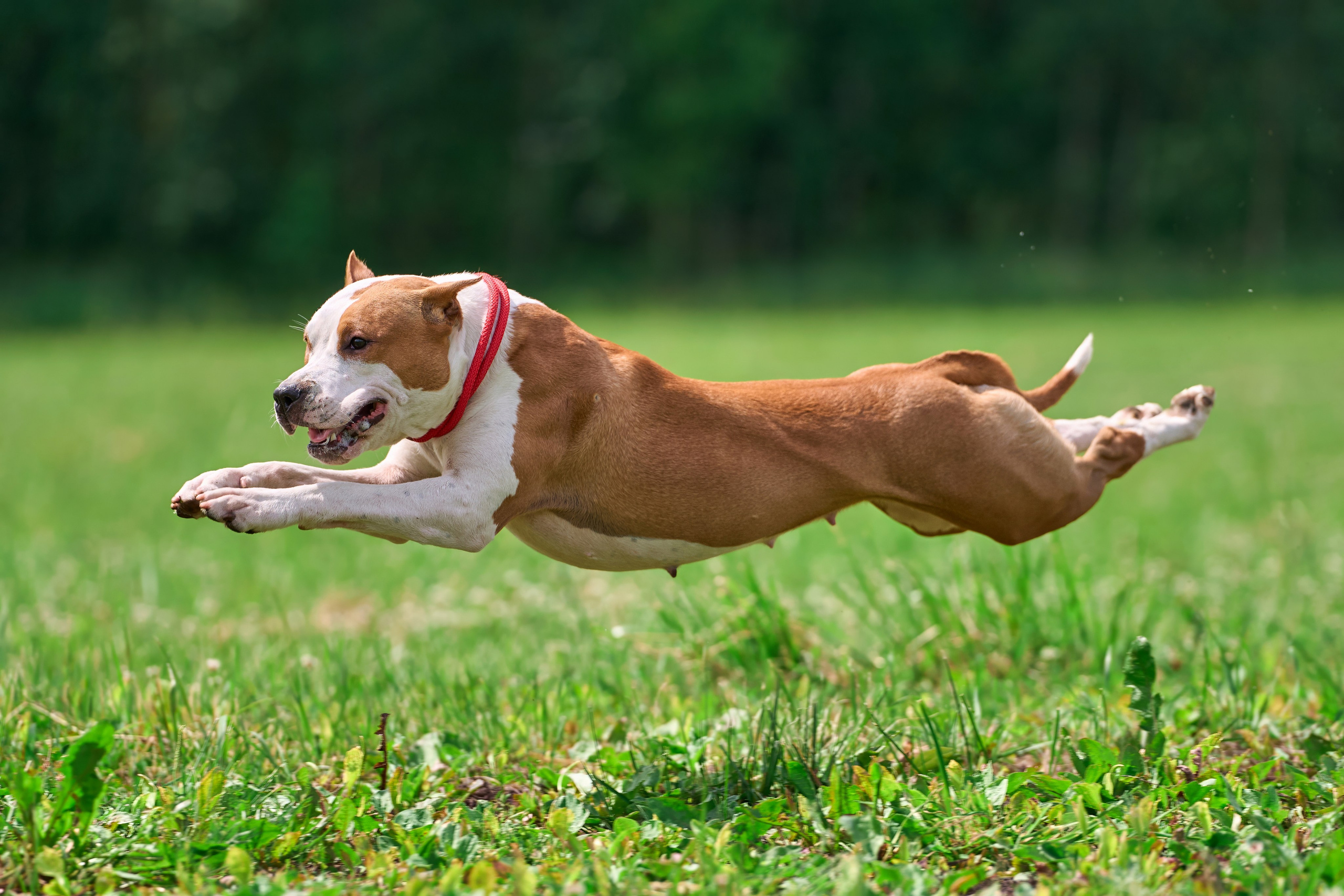 Тренировка по курсингу в Донино. Фотограф-анималист Михаил Манухин