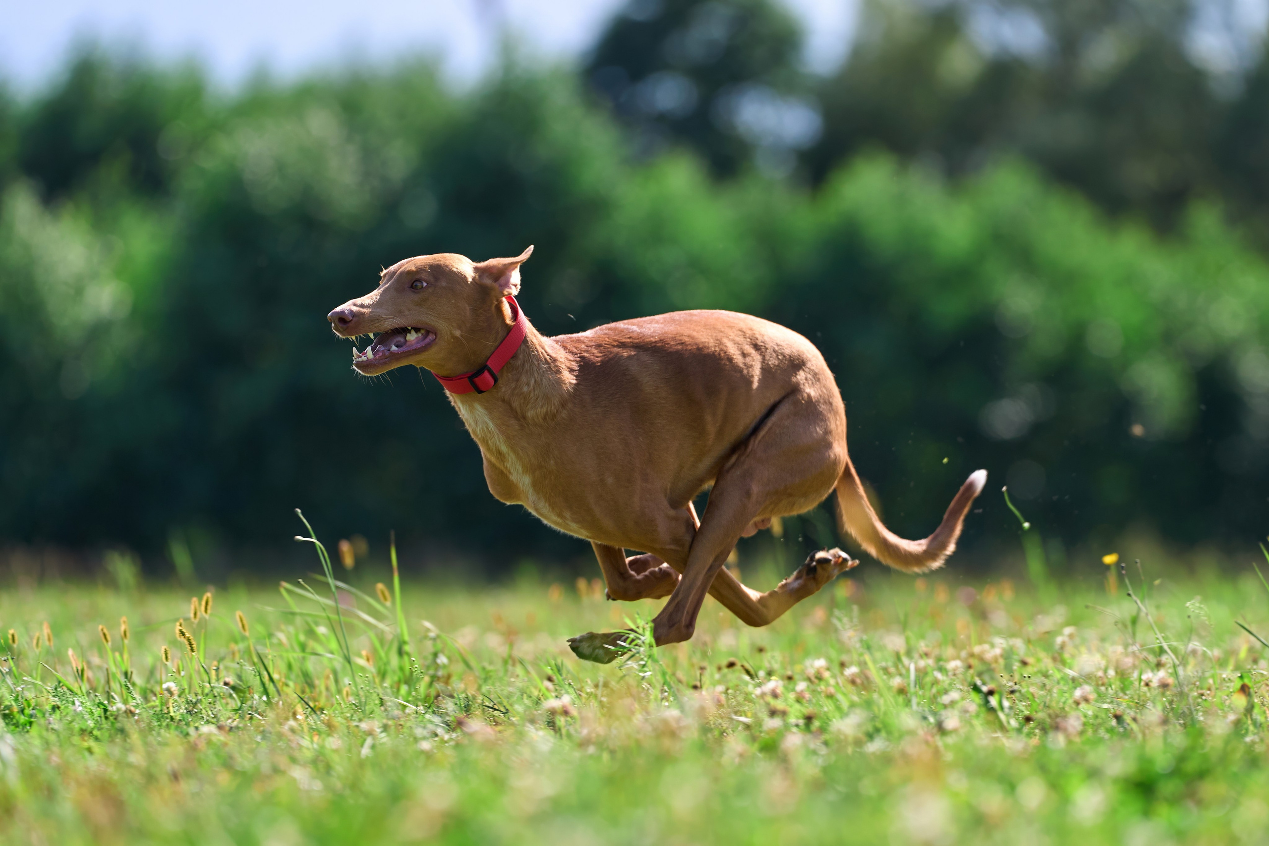 Тренировка в Донино. Фотограф-анималист Михаил Манухин