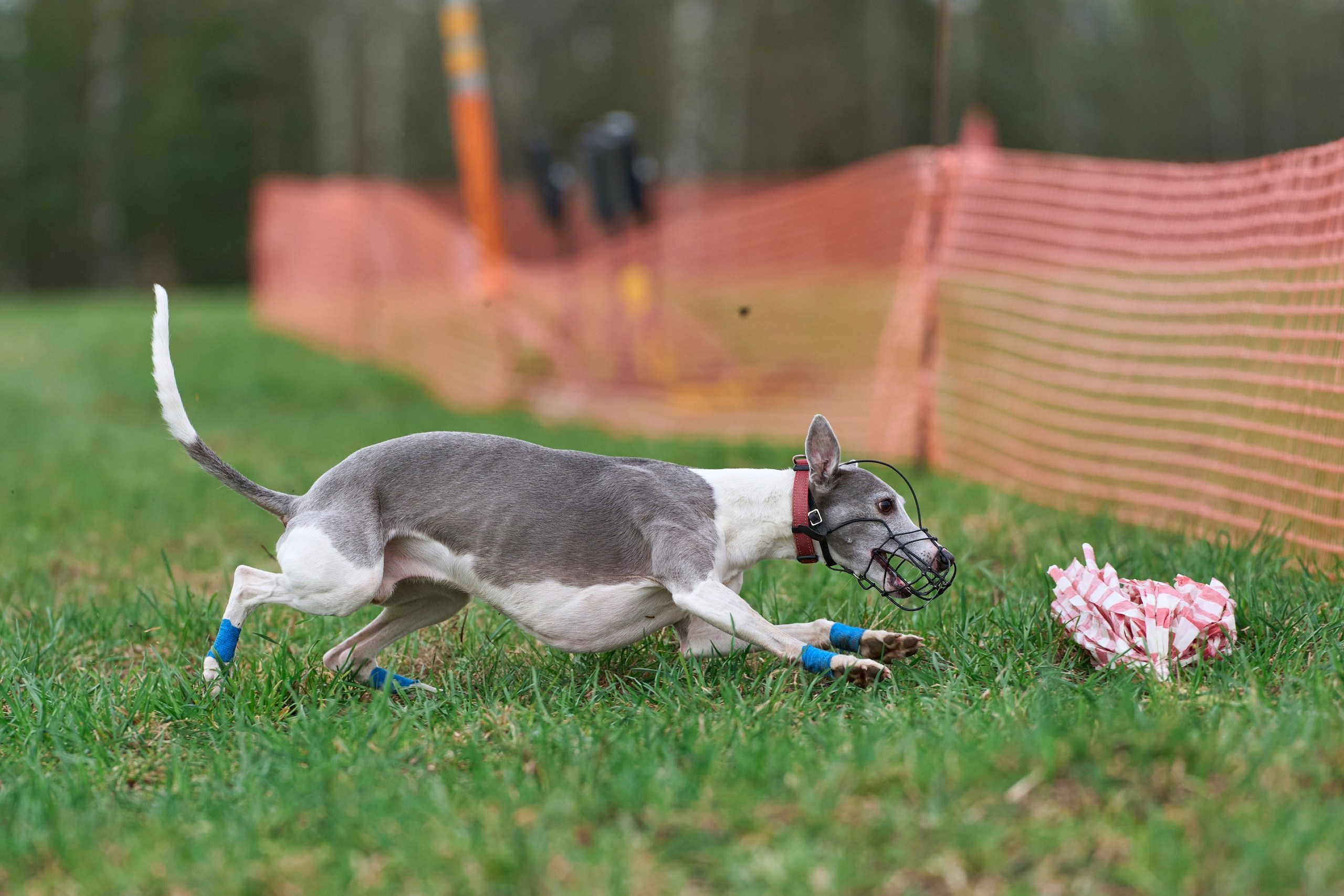 Квалификация по рейсингу. Фотограф-анималист Михаил Манухин