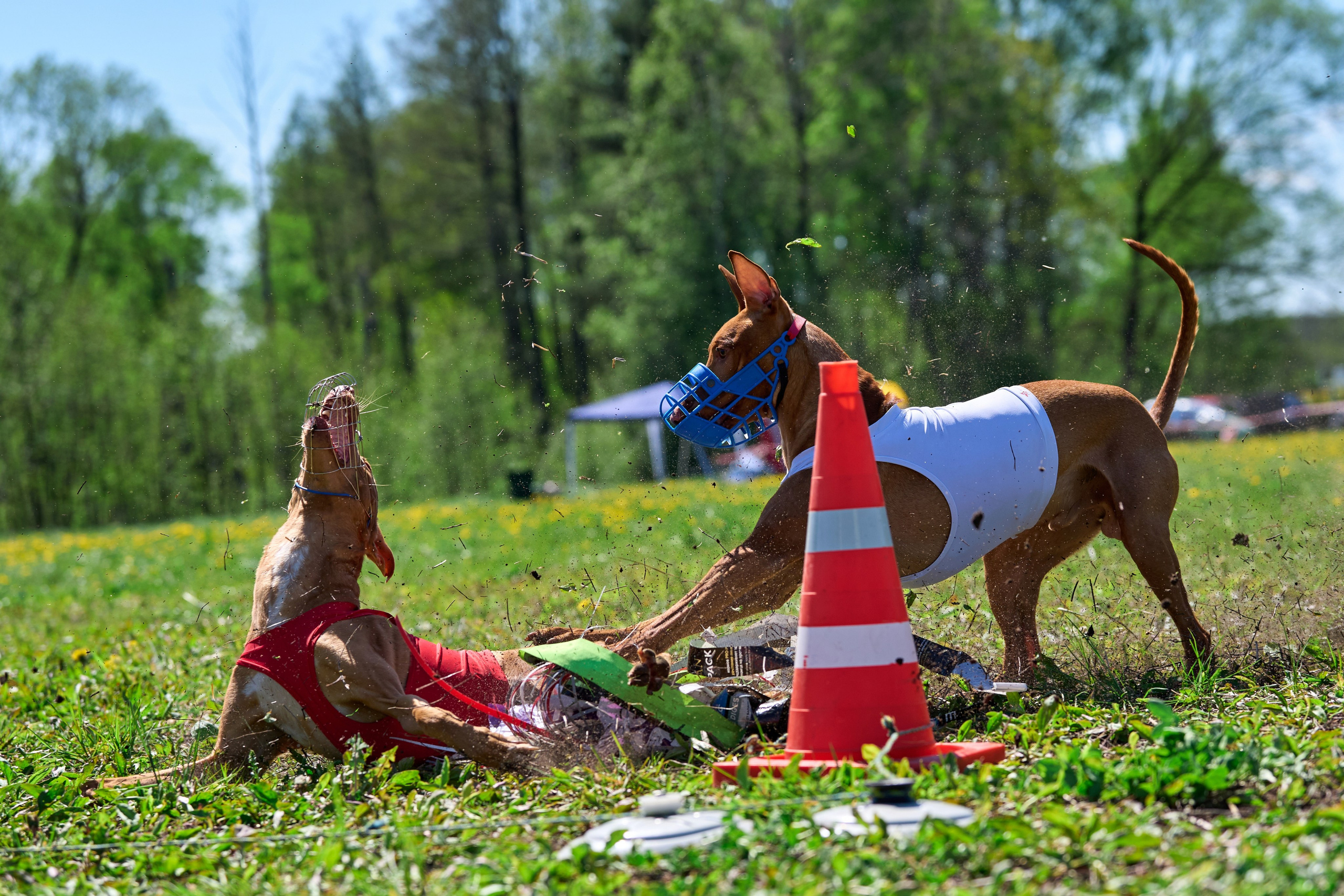 Квалификация по курсингу Донино. Фотограф-анималист Михаил Манухин