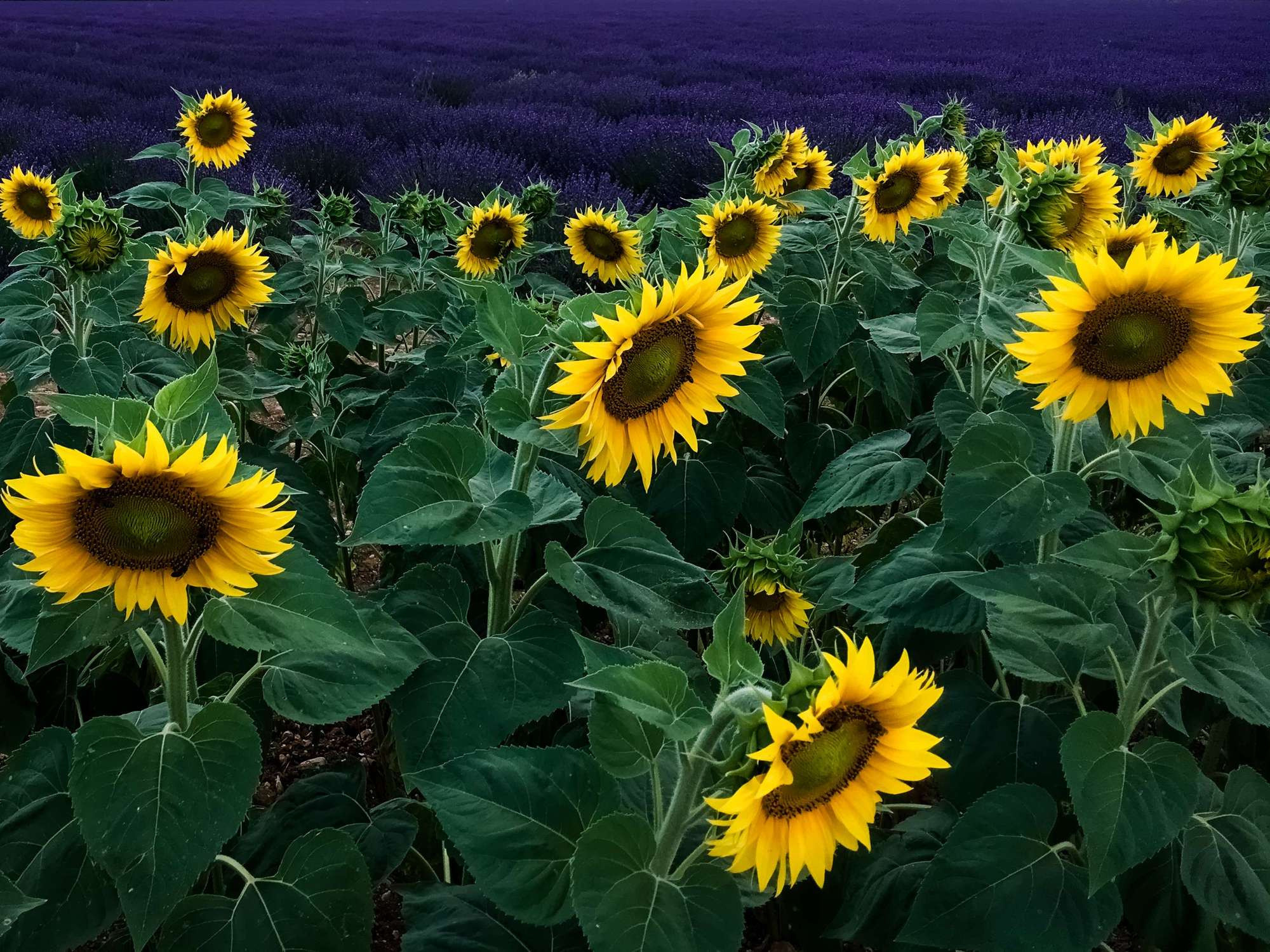Фототур в Прованс