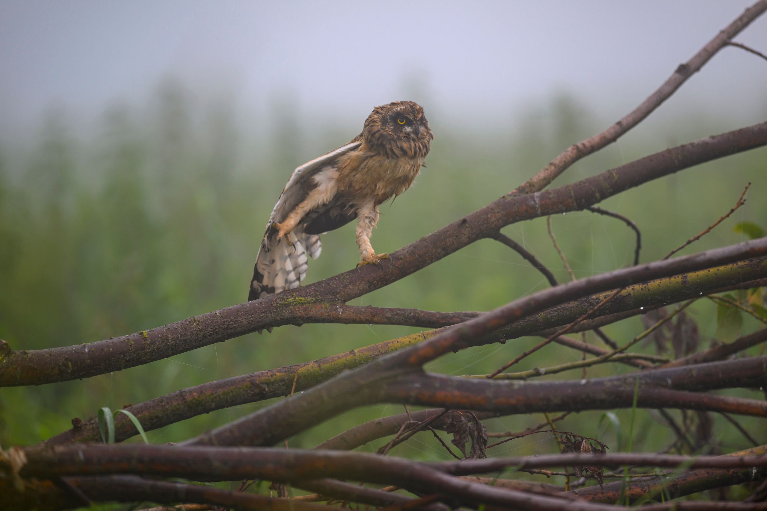 Утро с совятами. Morning with Owlets. Фотограф Сергей Пупонин