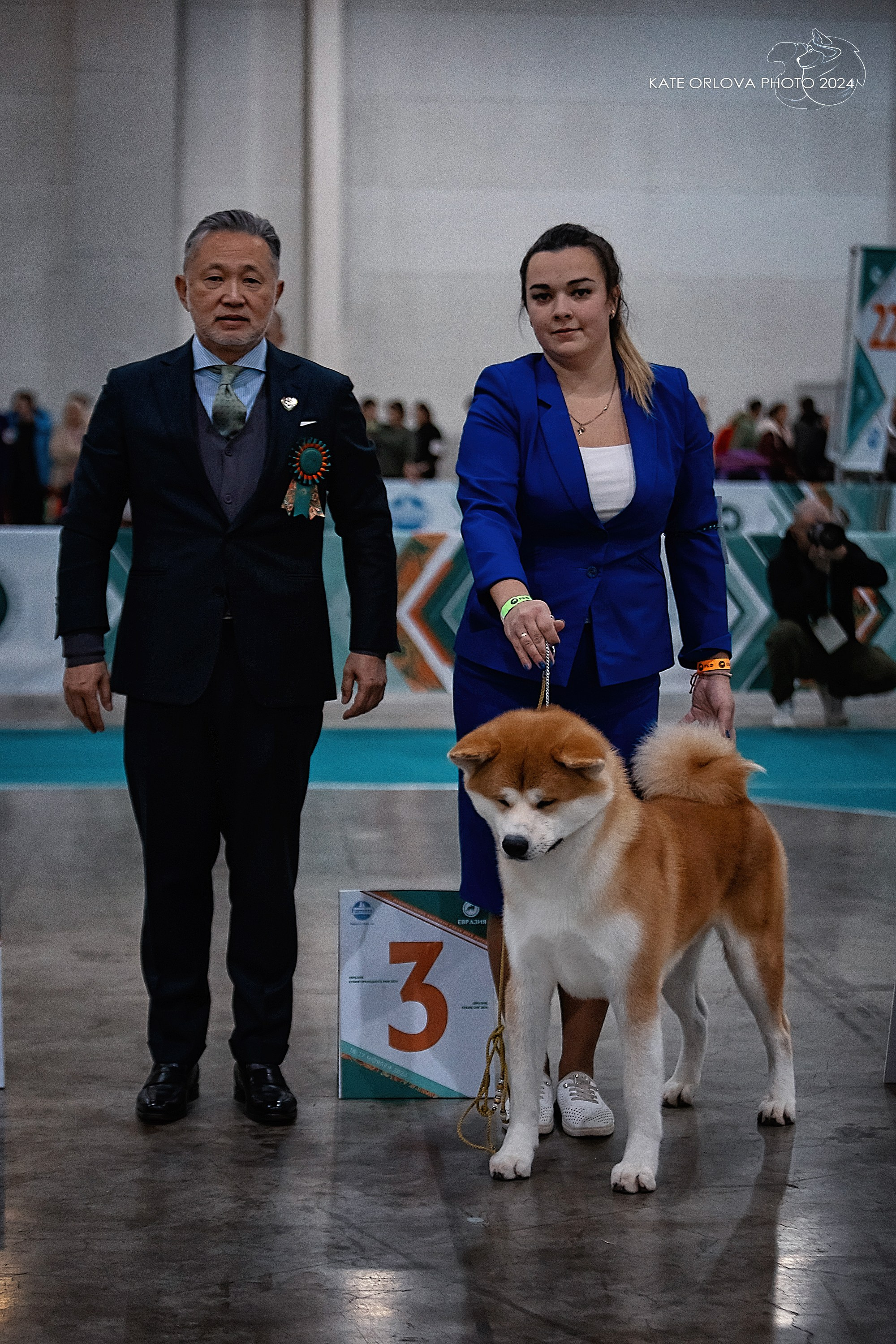 Щенки японской акита ину из питомника. Питомник собак Акита, Хаски, Корги