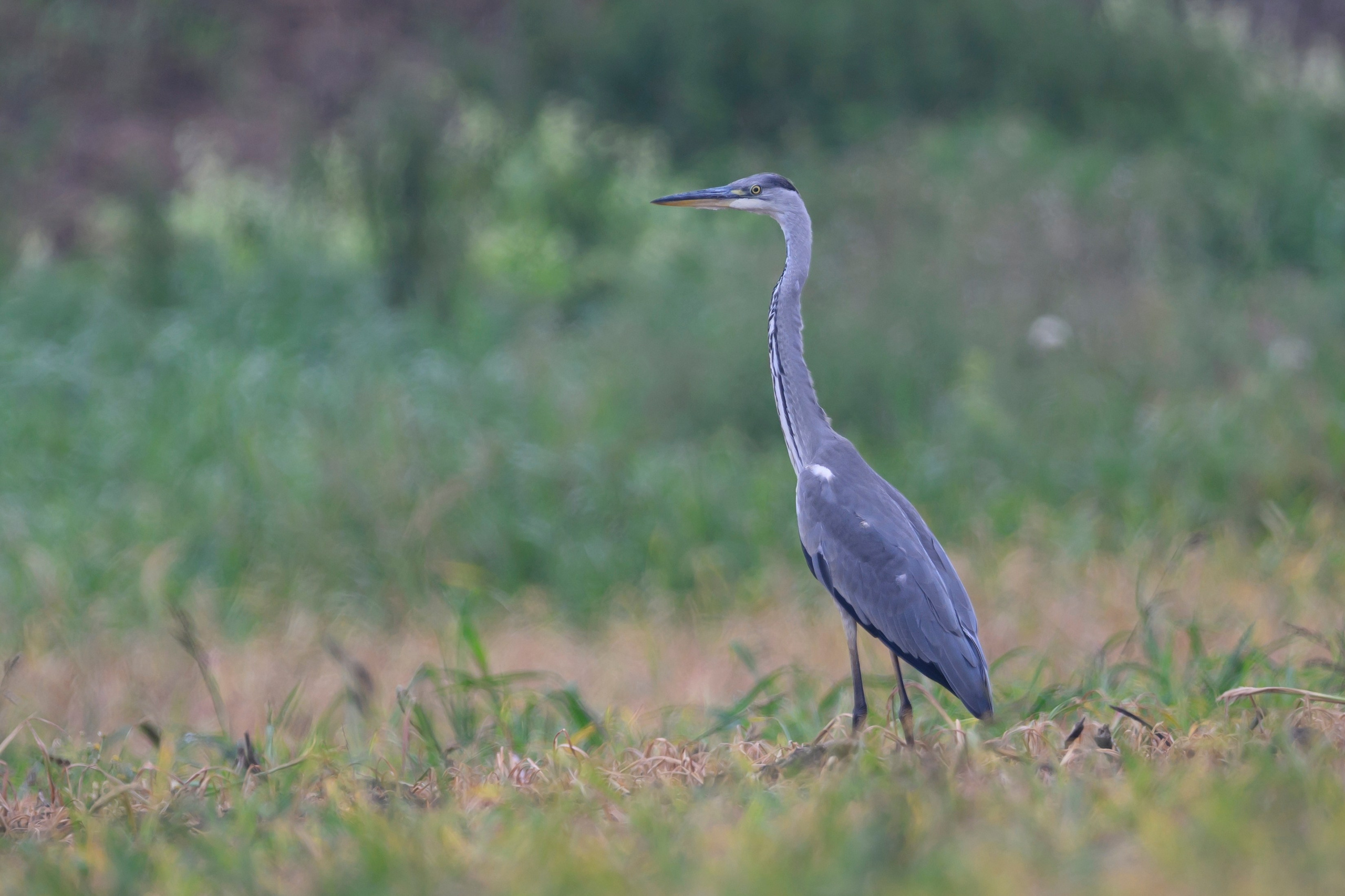 Цапля и малый зуек. Wildlife photography by Sergey Puponin