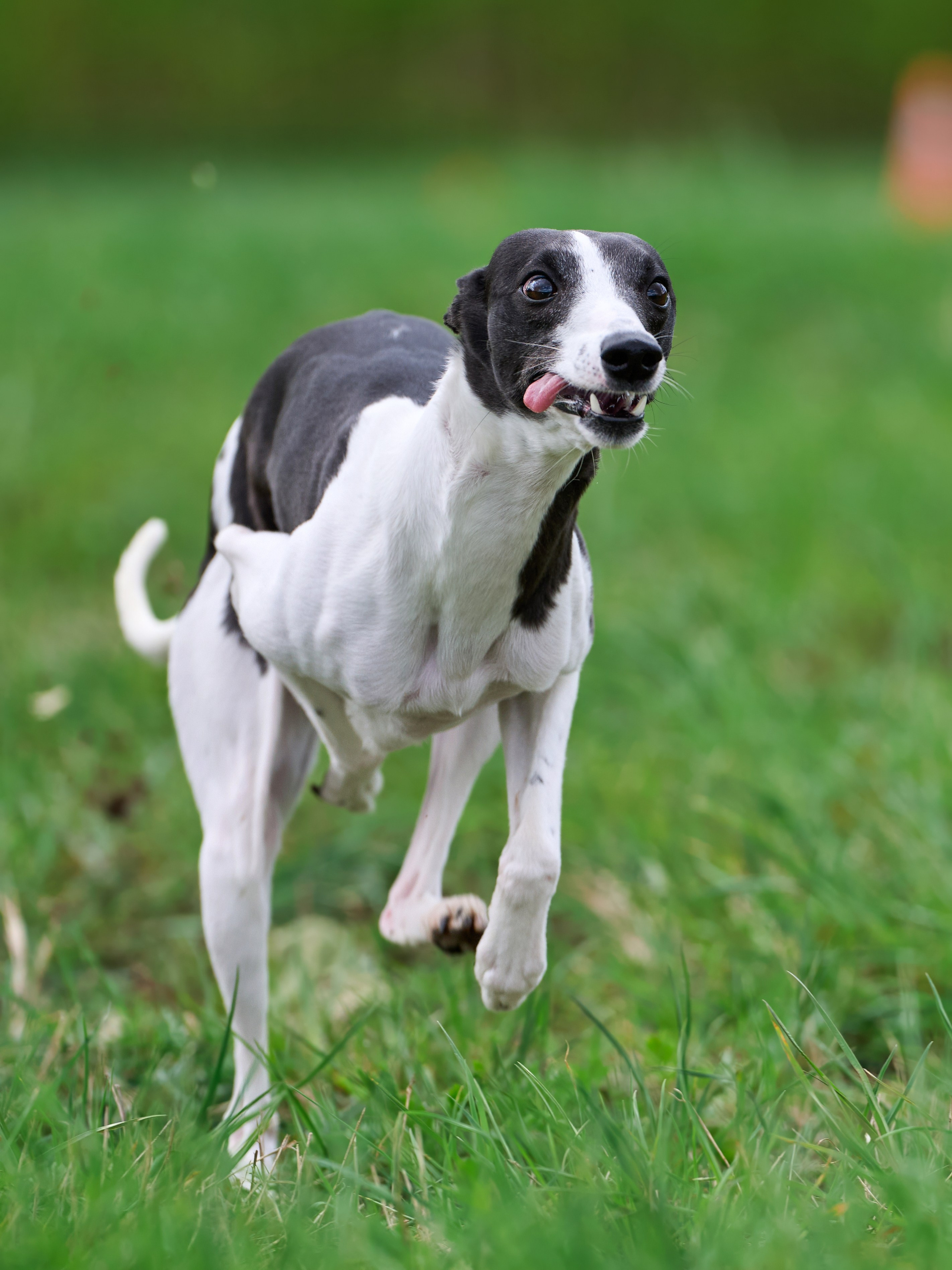 Тренировка по курсингу «на Ярославке». Фотограф-анималист Михаил Манухин