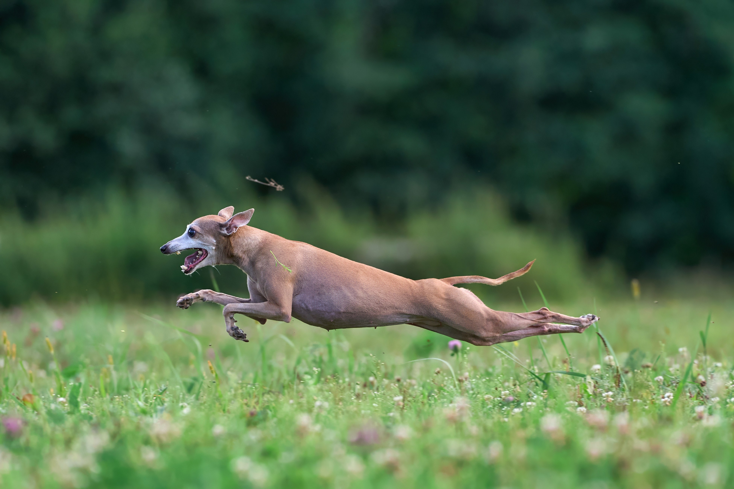 Тренировка в Донино. Фотограф-анималист Михаил Манухин