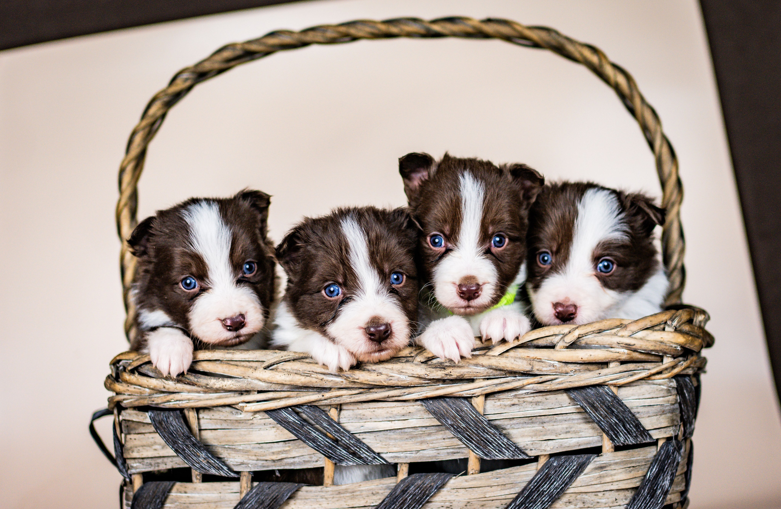Фритсвит. Семейный фотограф Ефремова Виктория
