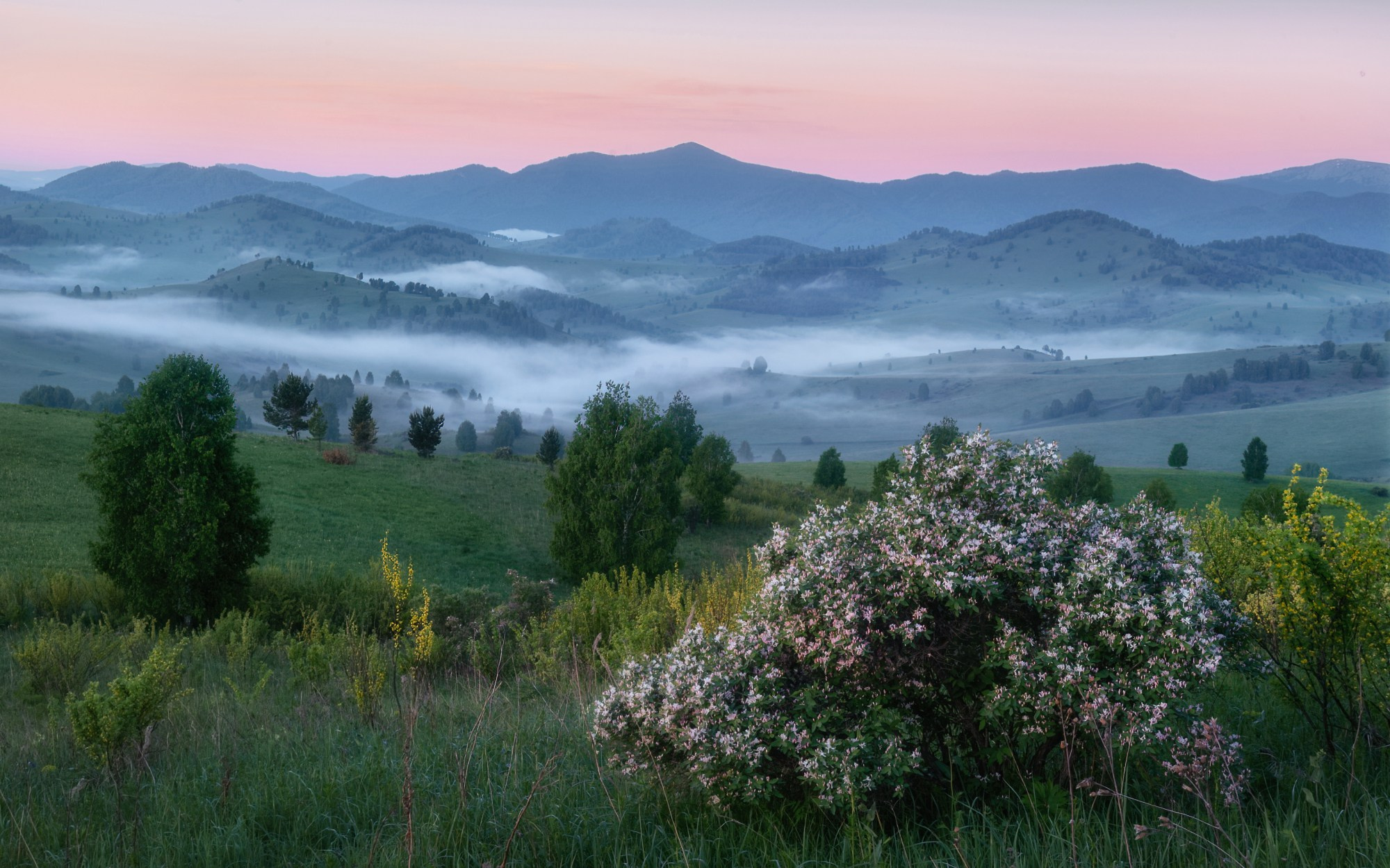 Жимолость в цвету. Жимолость татарская в предгорьях Алтайского района, май 2024