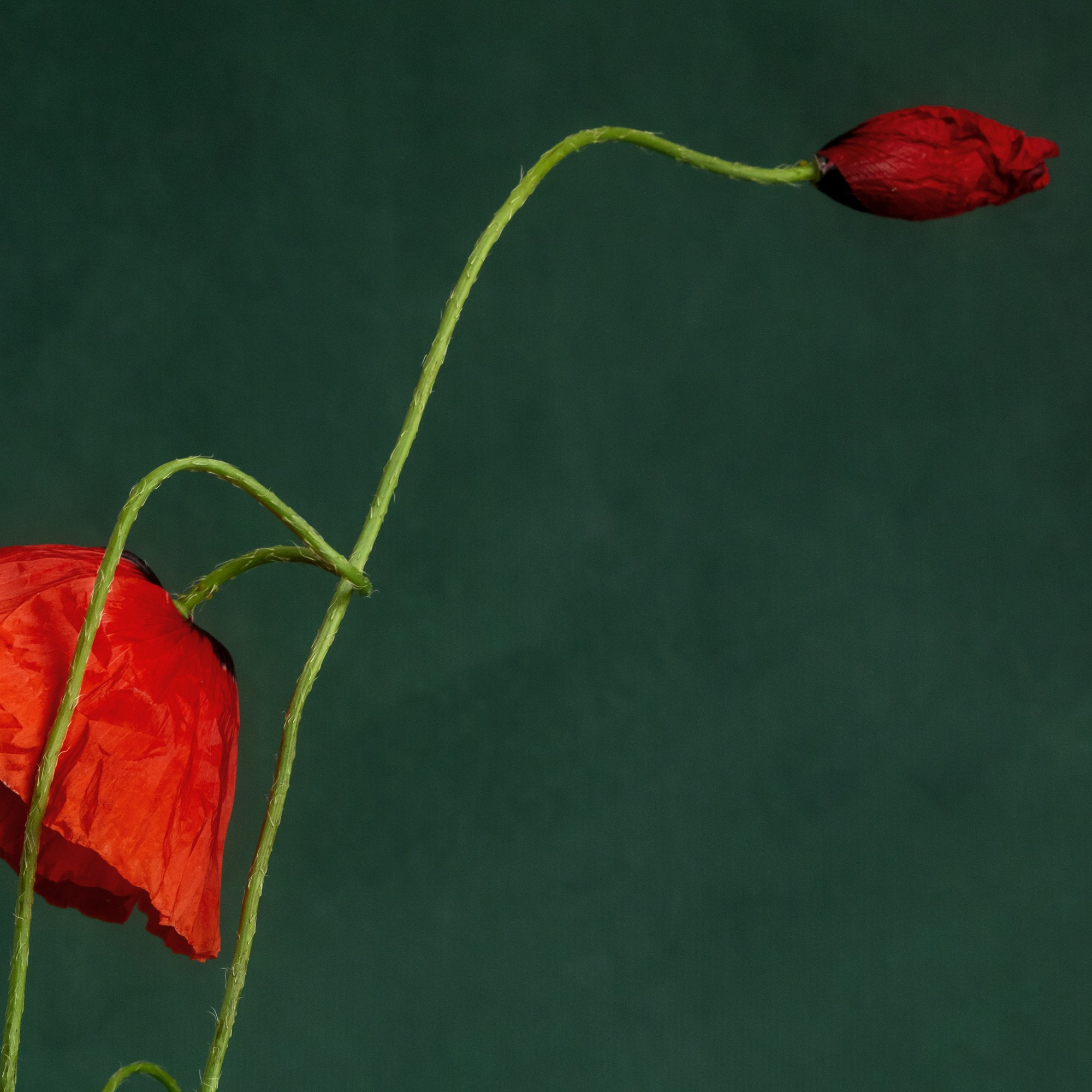 If Only. Author’s fine art prints with international delivery