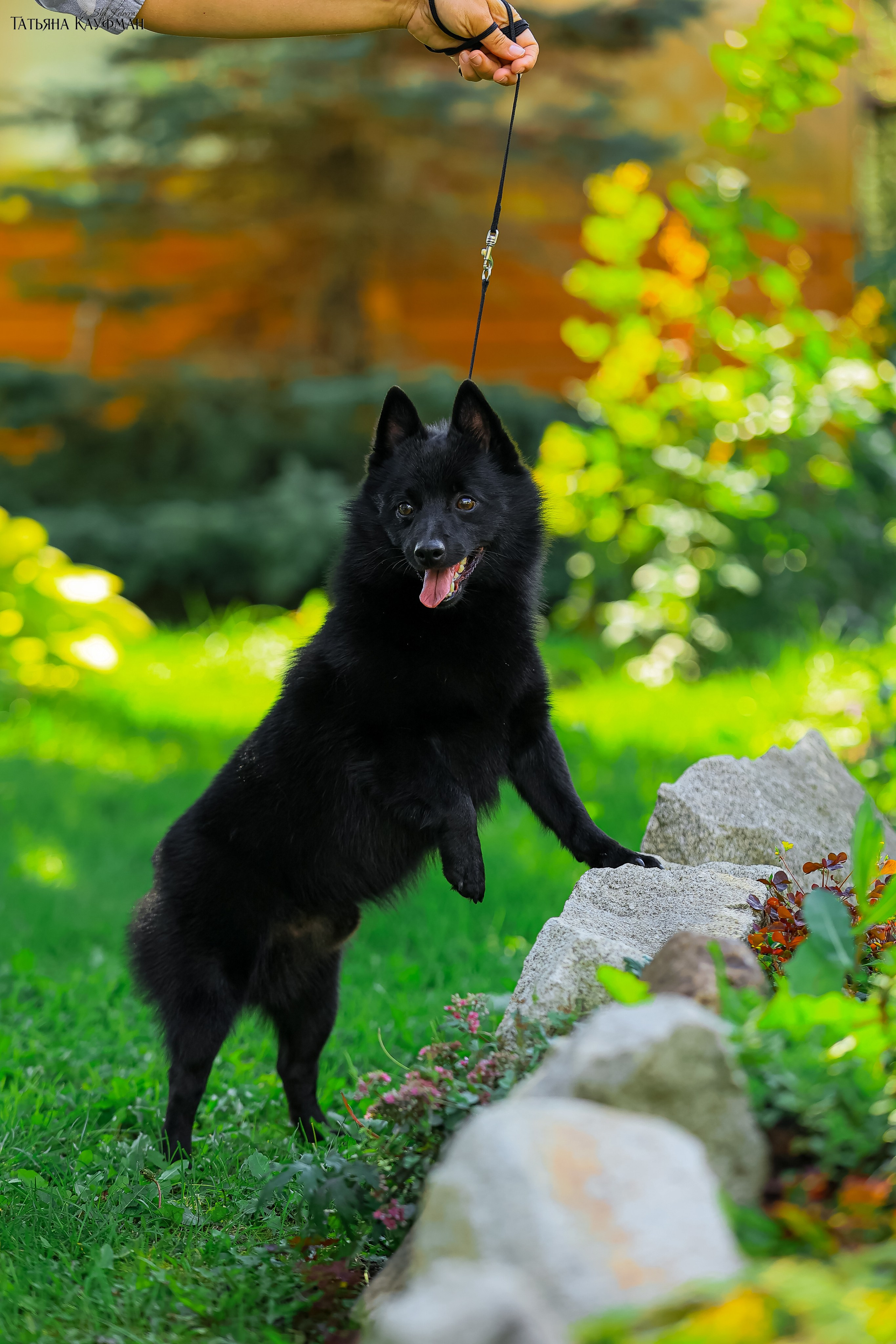 Шипперке, схипперке, красивая собака, фотограф анималист, фотокурс Анималистика, научиться фотографировать собак, фотограф Новосибирск