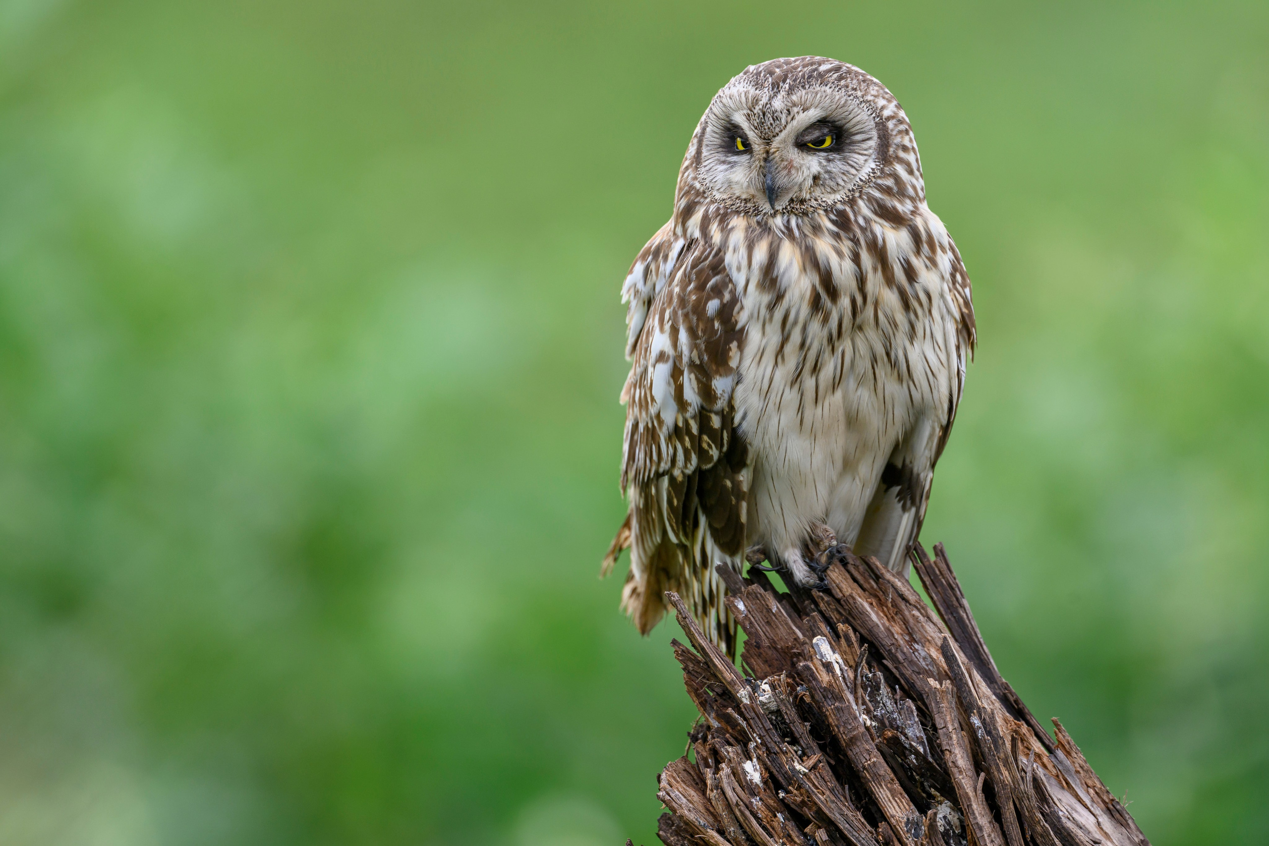 Мэрилин Монро | Marilyn Monroe. Фотограф Сергей Пупонин