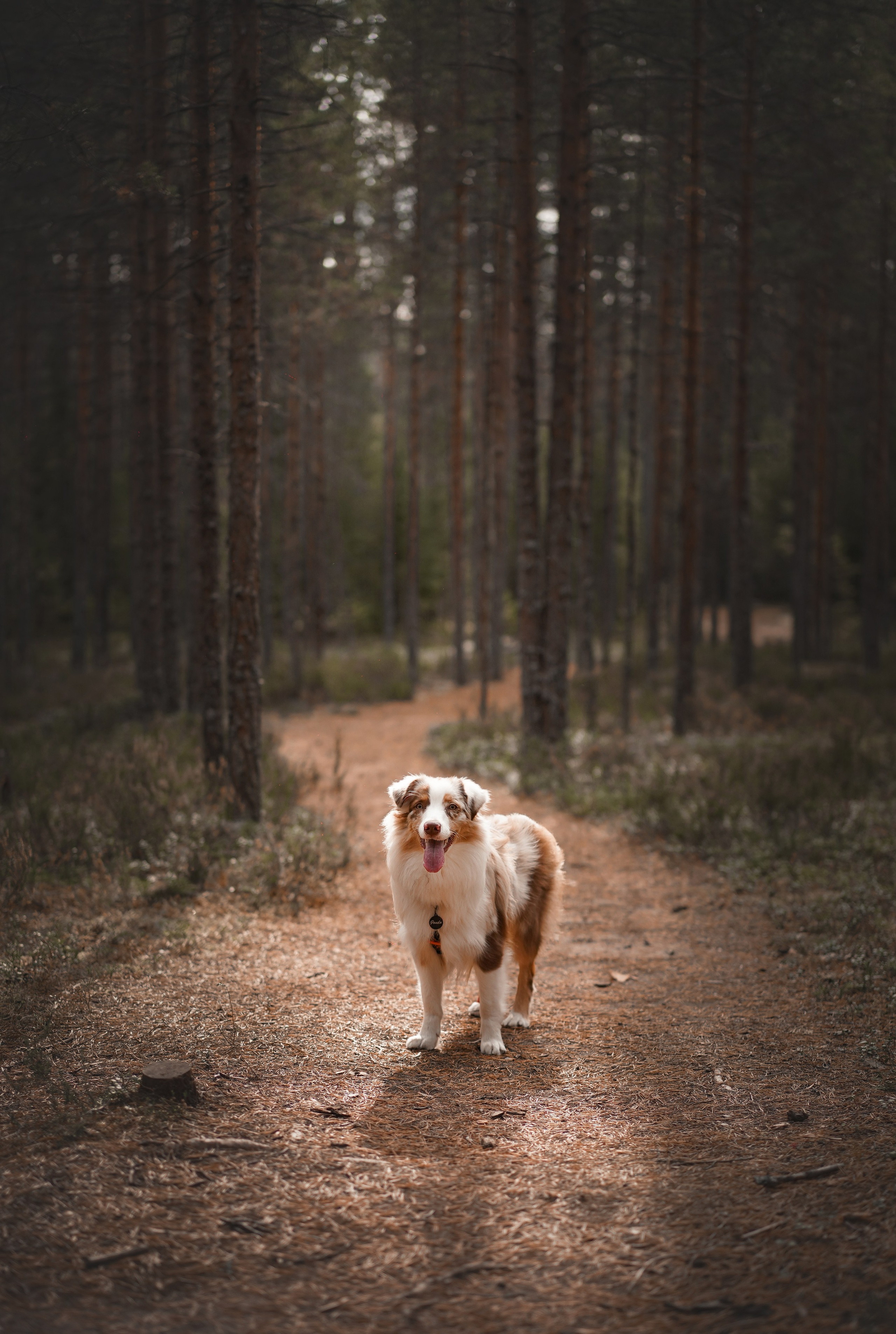 Фотограф-анималист в Санкт-Петербурге Яна Мартынова