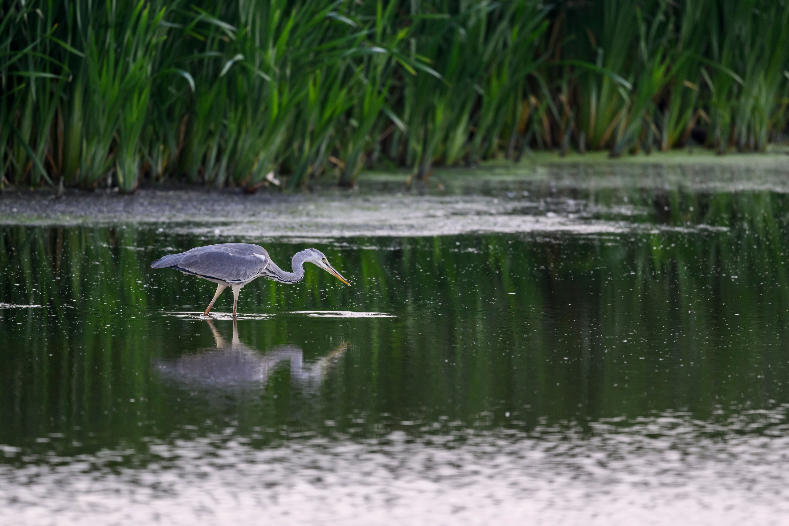 Рыбалка цапли. Fishing of the Heron. Фотограф Сергей Пупонин
