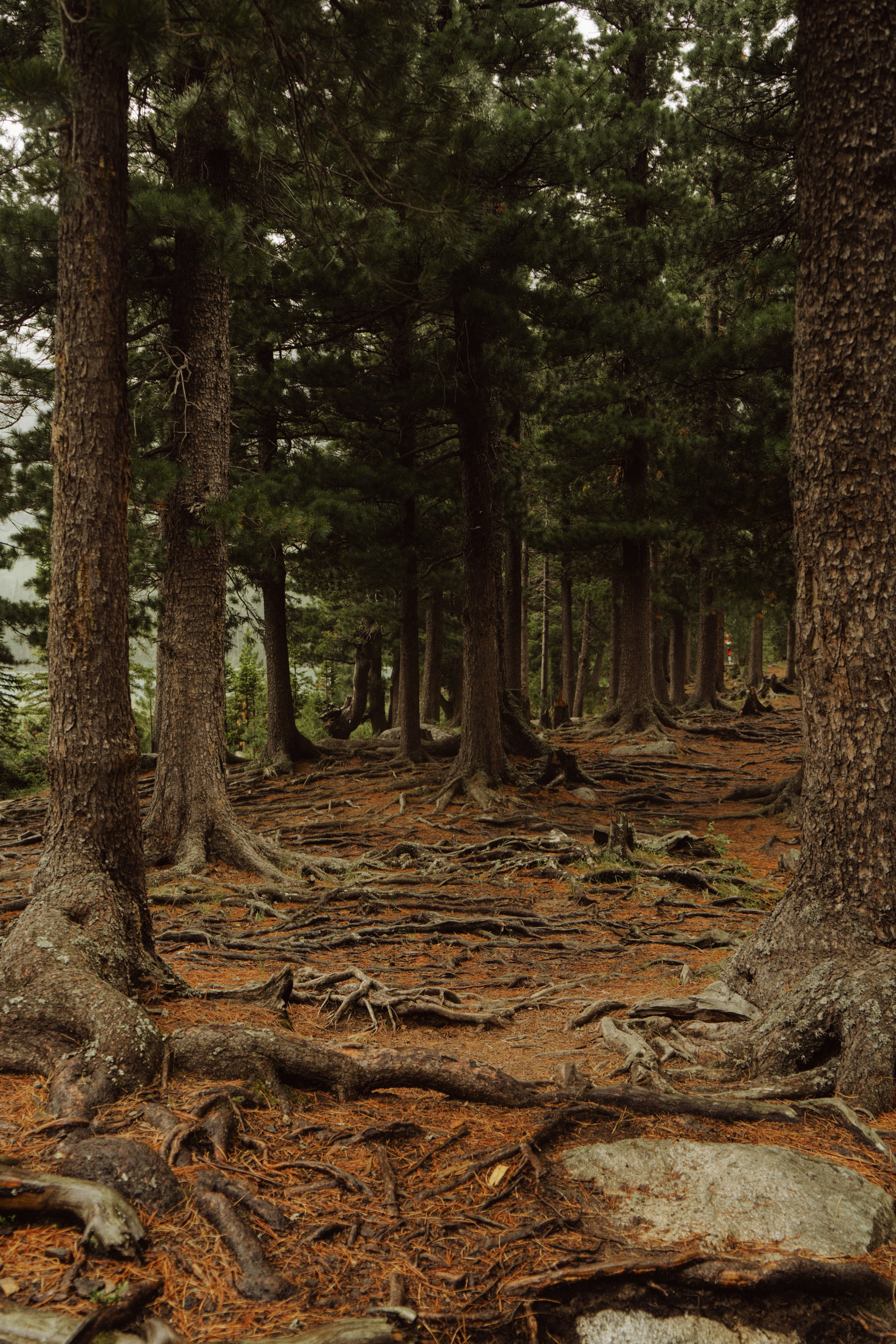 Алтай 2025. Лиза Фирстова