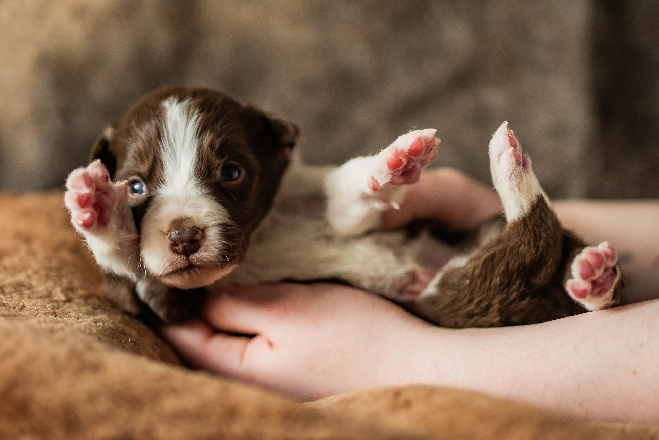 Фритсвит. Семейный фотограф Ефремова Виктория