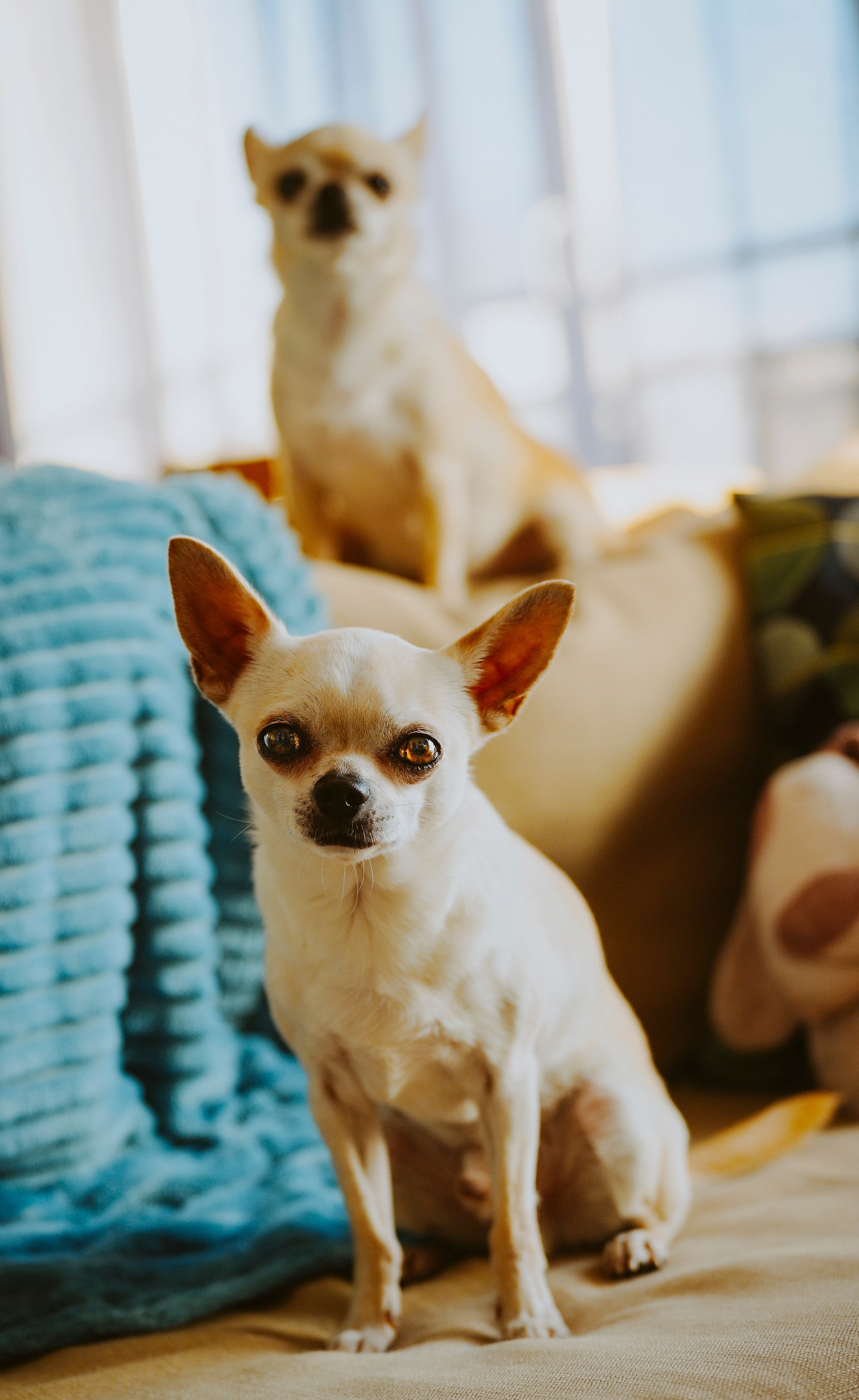 Портфолио собаки, фотограф Олеся Майрова. Фотограф анималист в Спб недорого Олеся Майорова