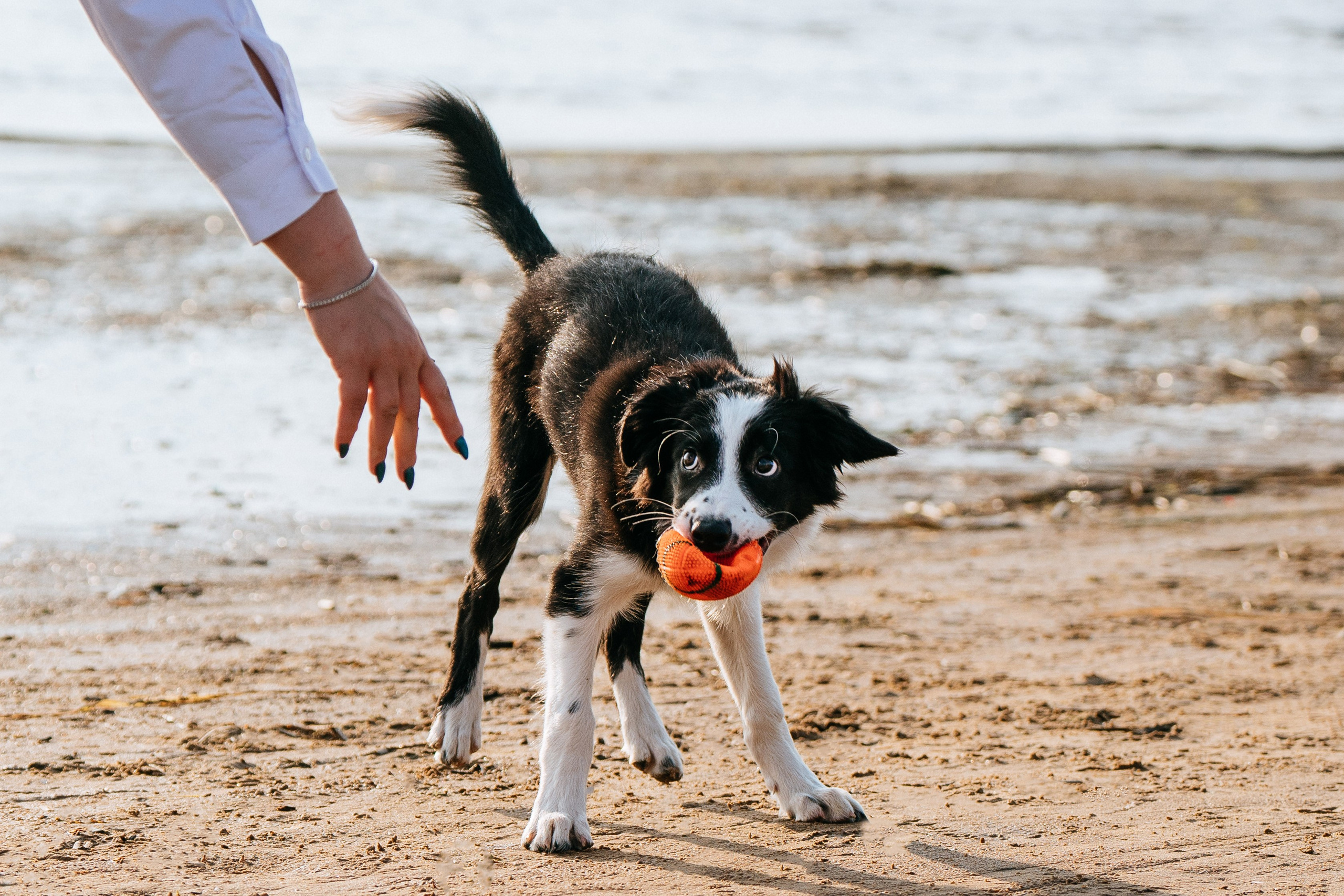 Фотосессия со щенками колли. Фотограф анималист в Спб недорого Олеся Майорова