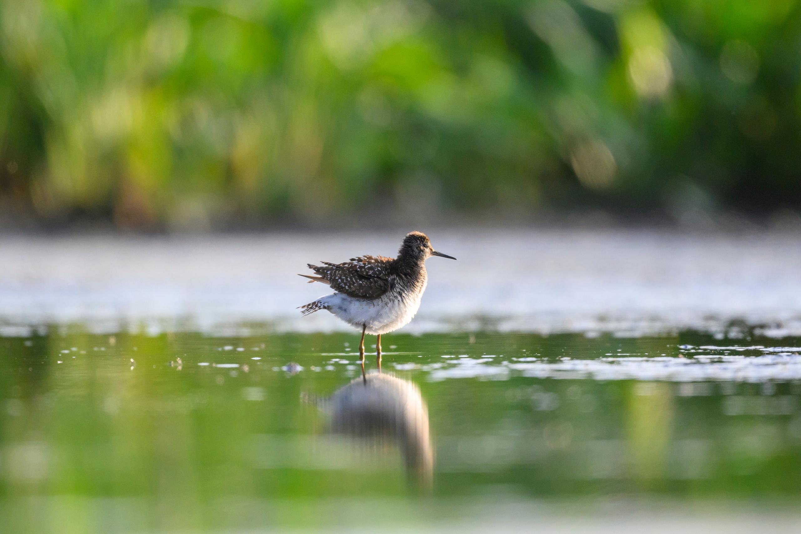 Поручейники и щеголь. Wildlife photography by Sergey Puponin