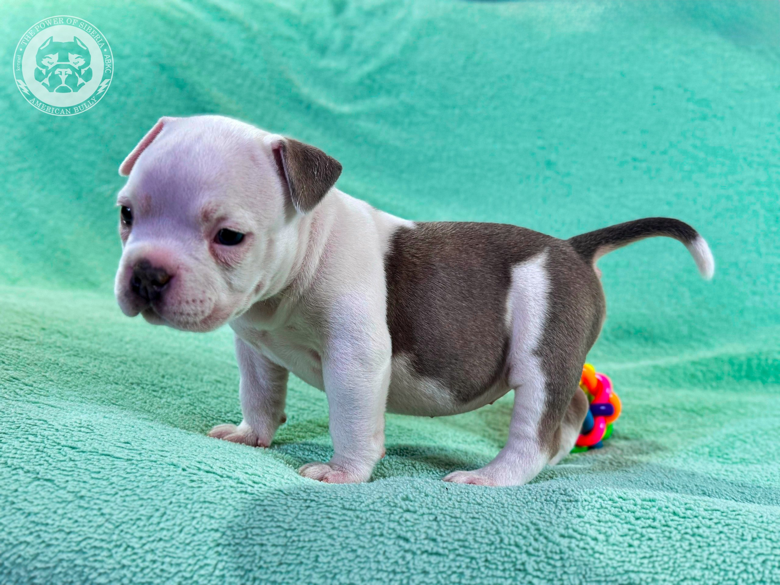 Все свободные щенки. Американский Булли в г. Ростов-на-Дону. Питомник THE POWER OF SIBERIA