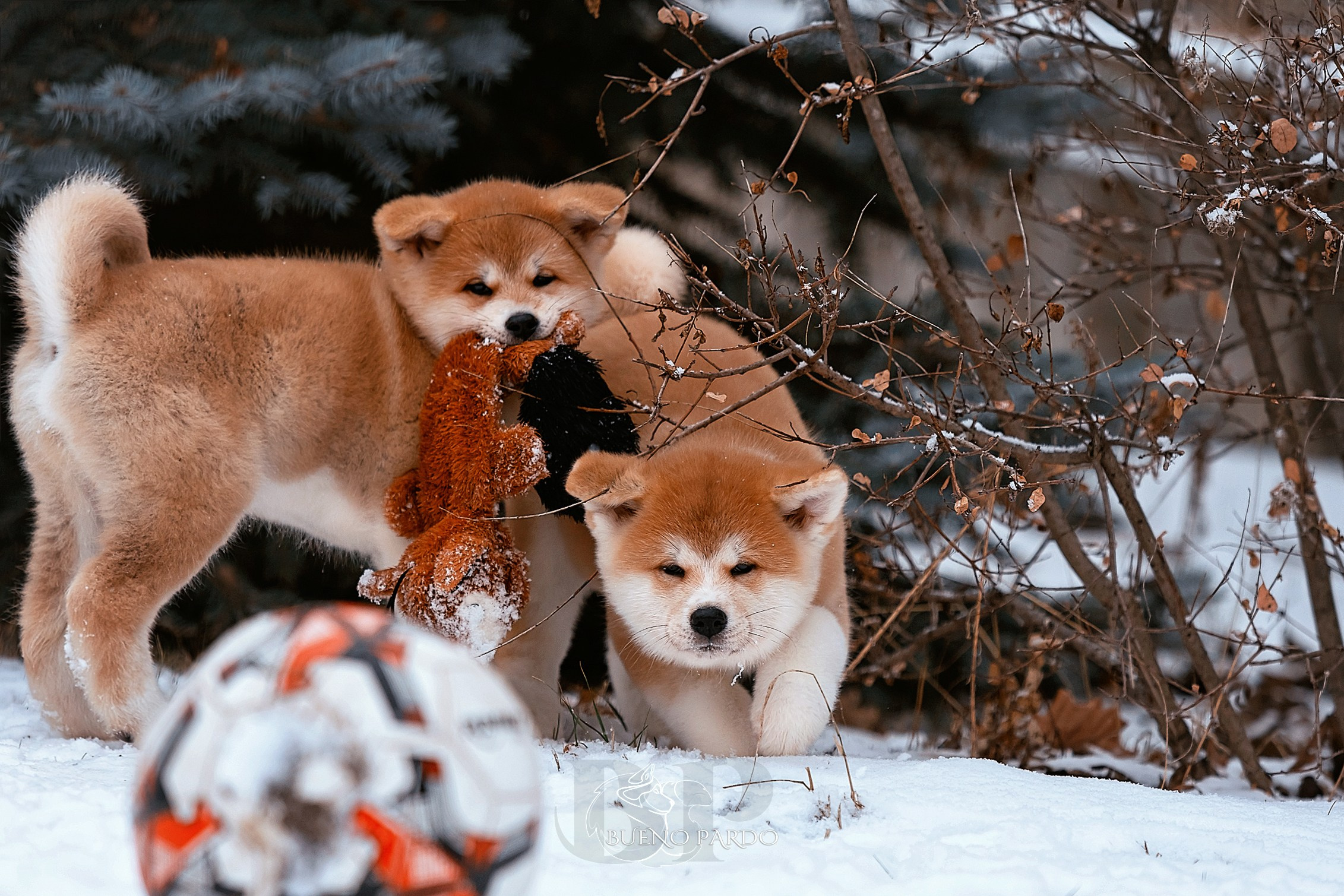 Щенки японской акита ину из питомника. Питомник собак Акита, Хаски, Корги
