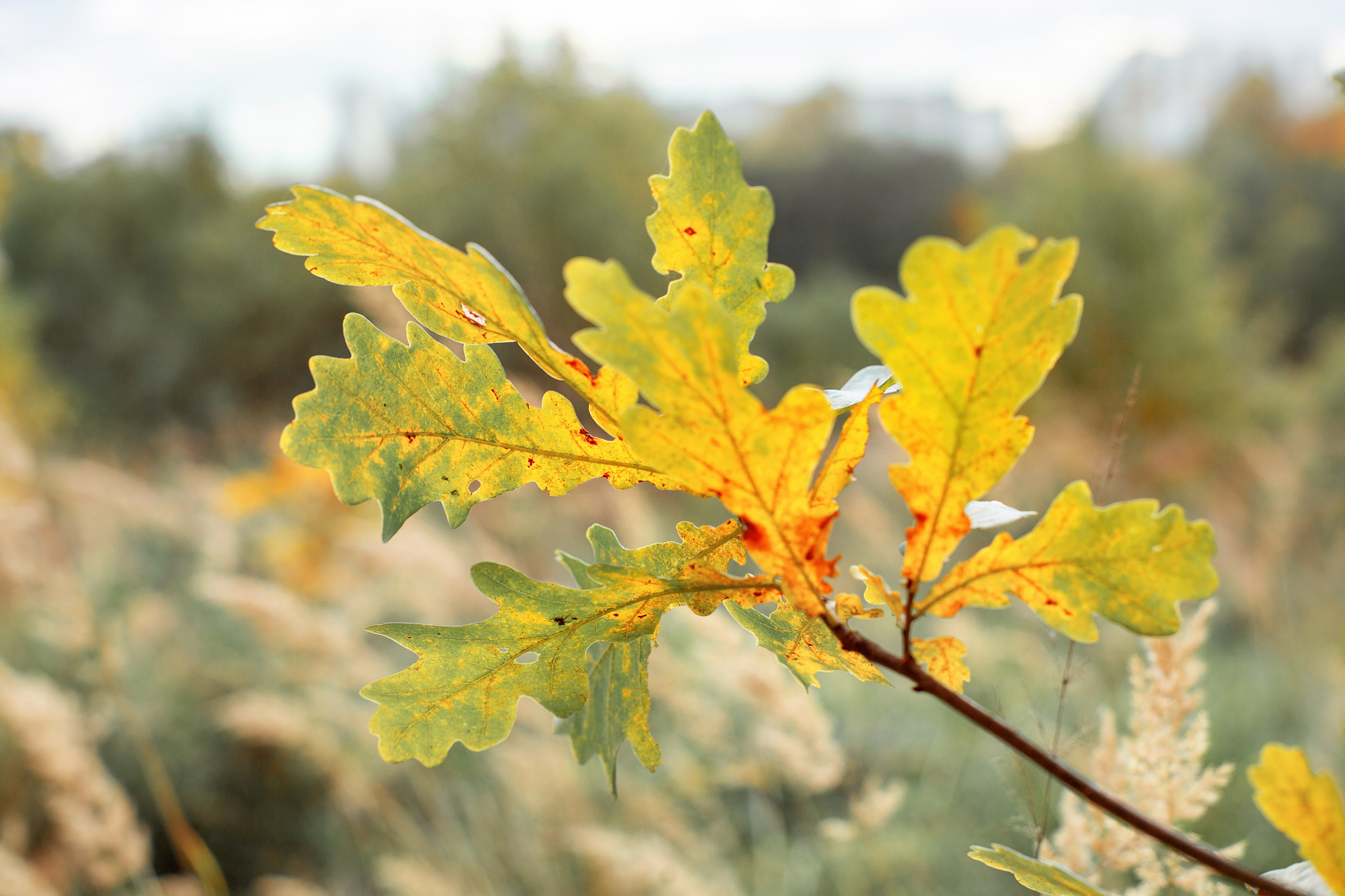 Дедушка и внучка Маша. Профессиональный фотограф, фотохудожник, видеограф из Москвы
