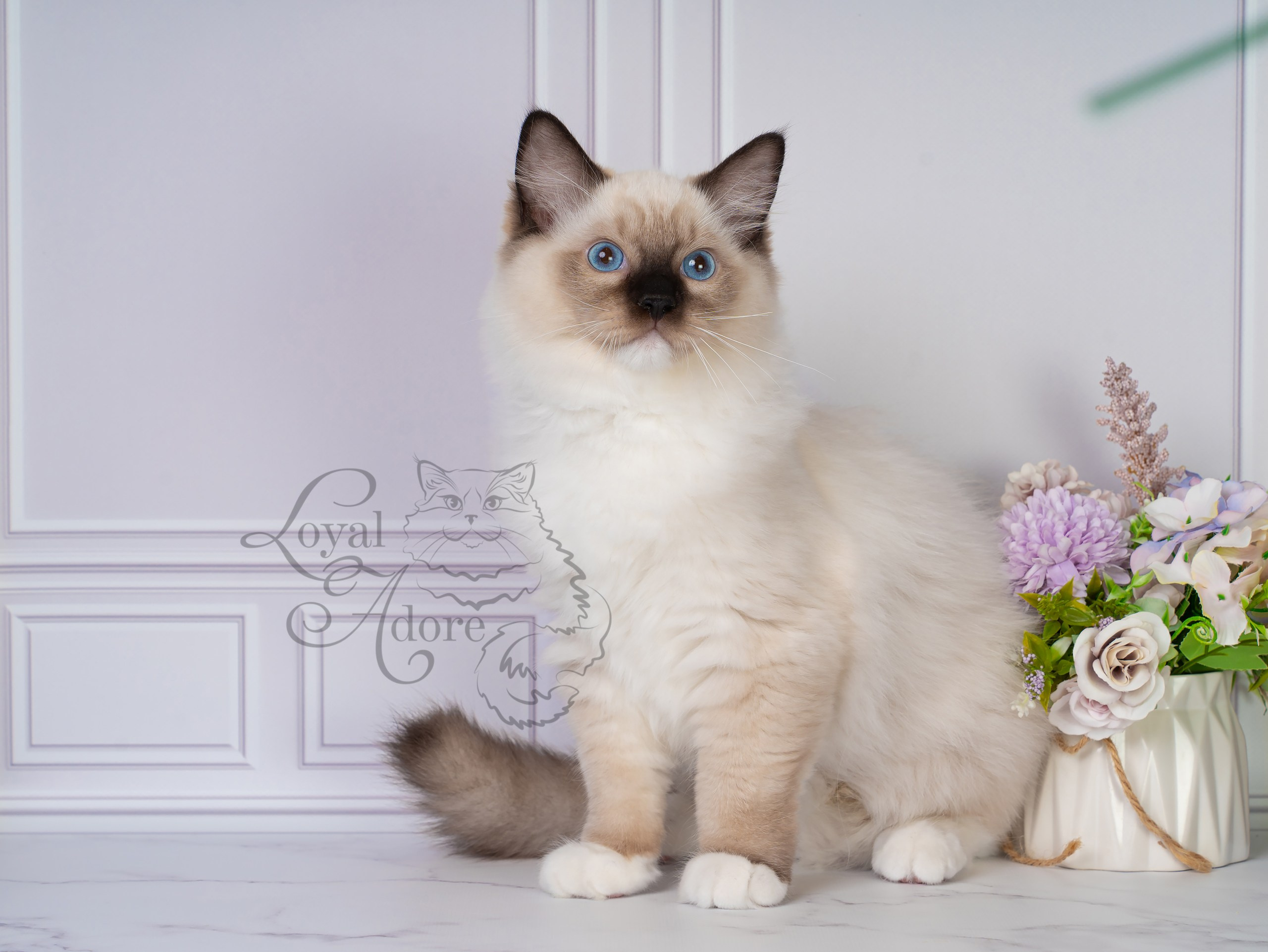 Все свободные котята. Питомник рэгдолл Loyal Adore