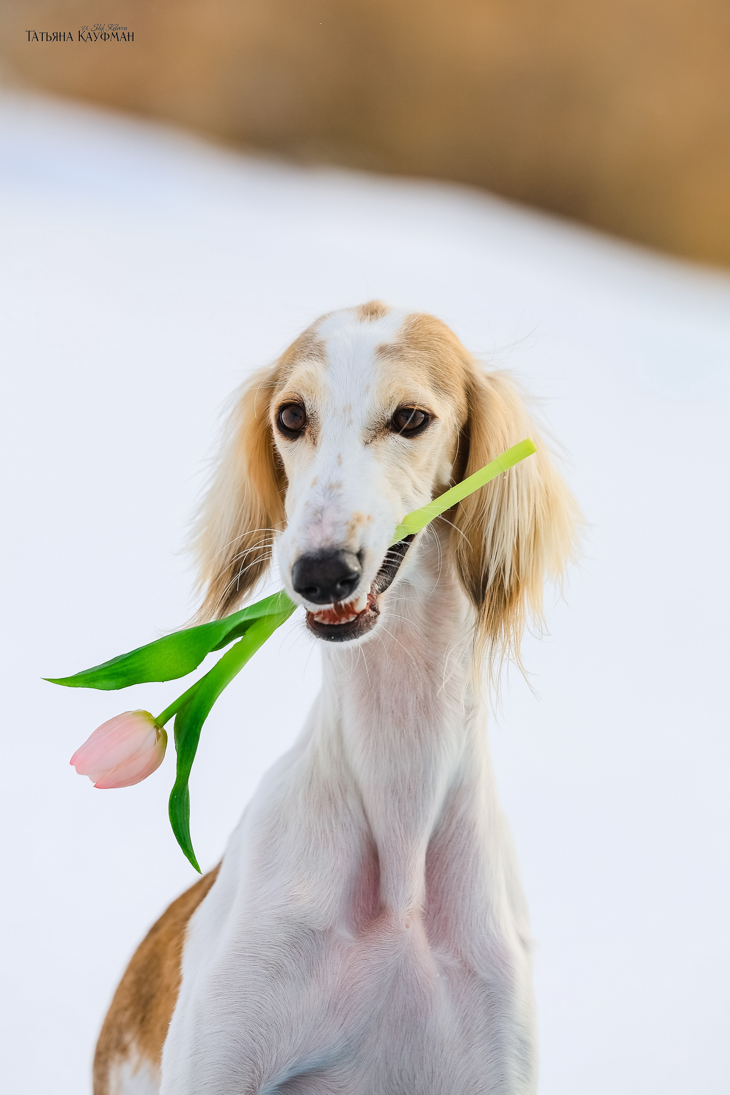 Салюки Флай и Лира. Фотограф Анималист из Новосибирска Татьяна Кауфман