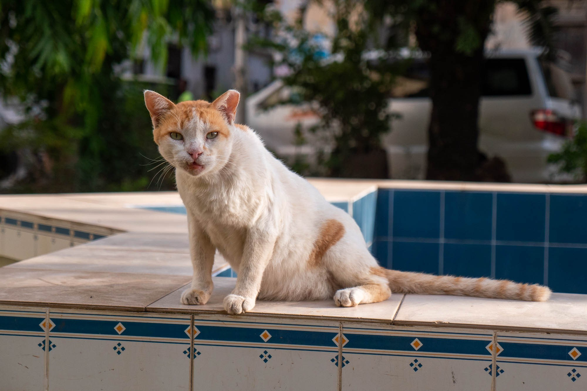 Остров Занзибар, г. Стоун Таун (Занзибар) Zanzibar Island, Stone Town (Zanzibar). Фотограф Алексей Скоробогатько