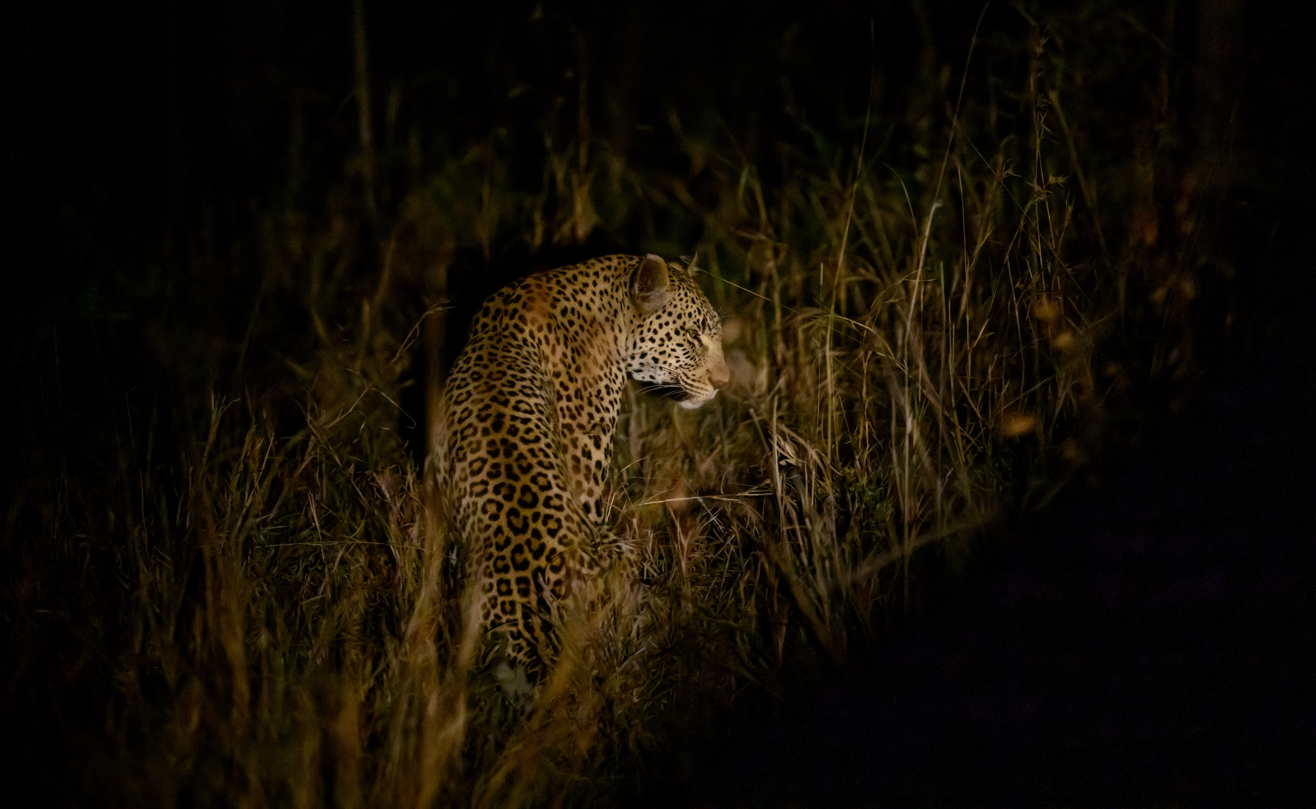 Большие кошки | Big cats. Фотограф Сергей Пупонин