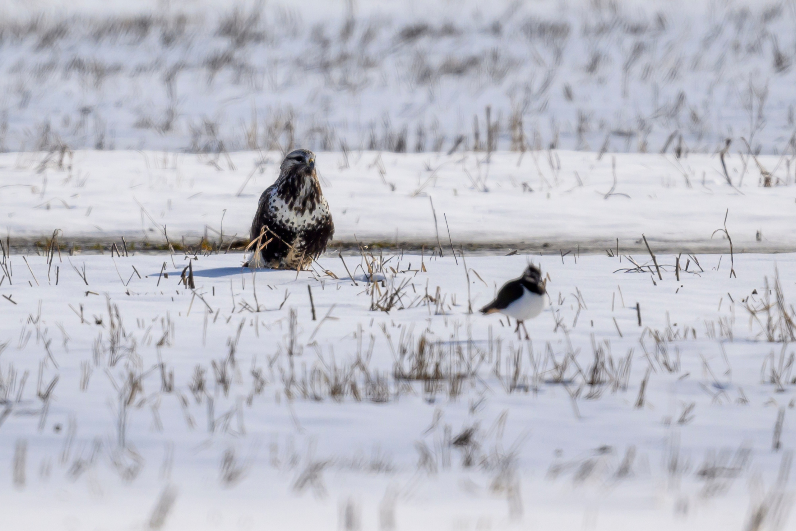 Сова, журавли и свадьба чибисов. Wildlife photography by Sergey Puponin