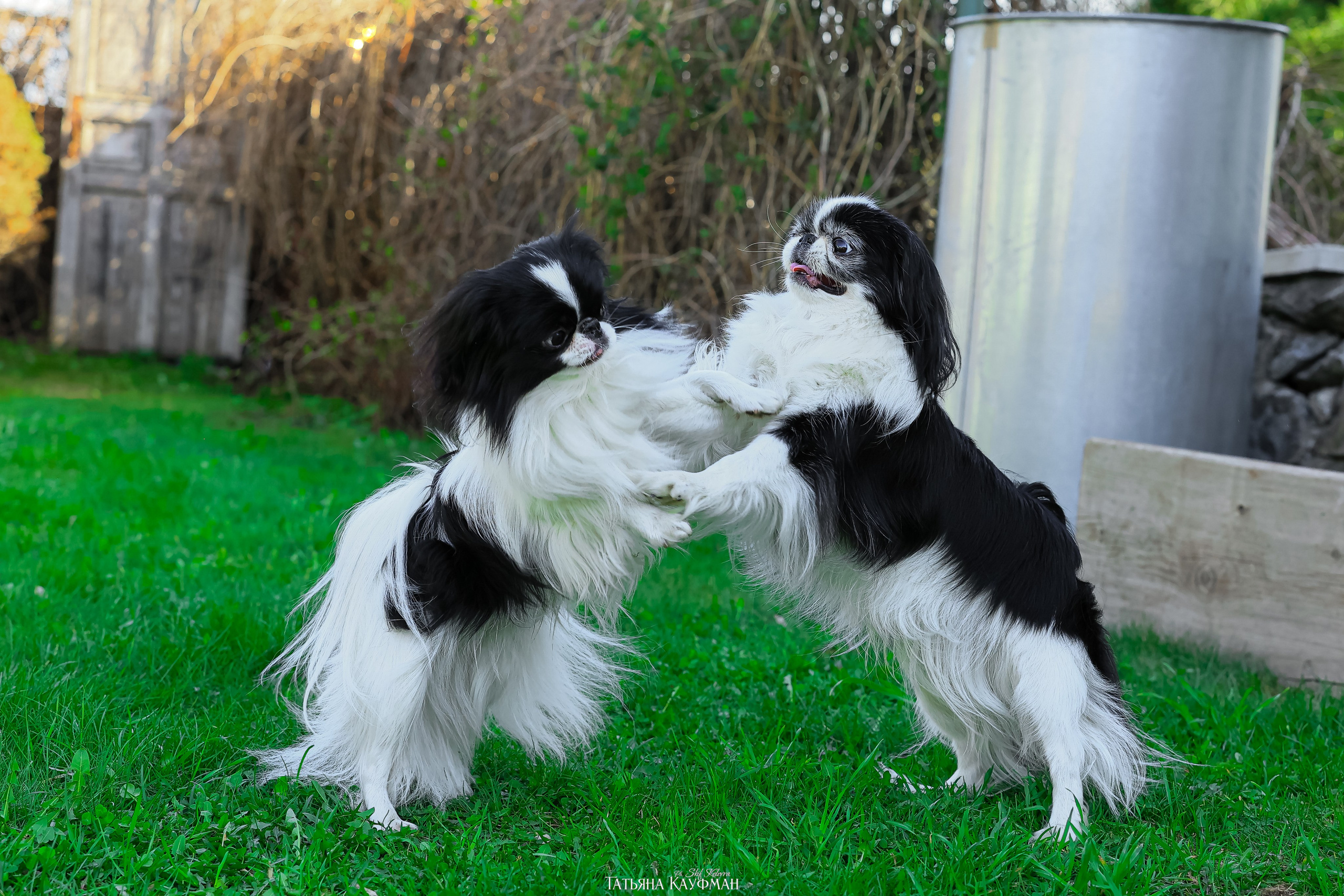 Японский хин, фотография японский хин, собака в цветах, красивая собака, фотограф анималист, фотокурс Анималистика, научиться фотографировать собак, фотограф Новосибирск
