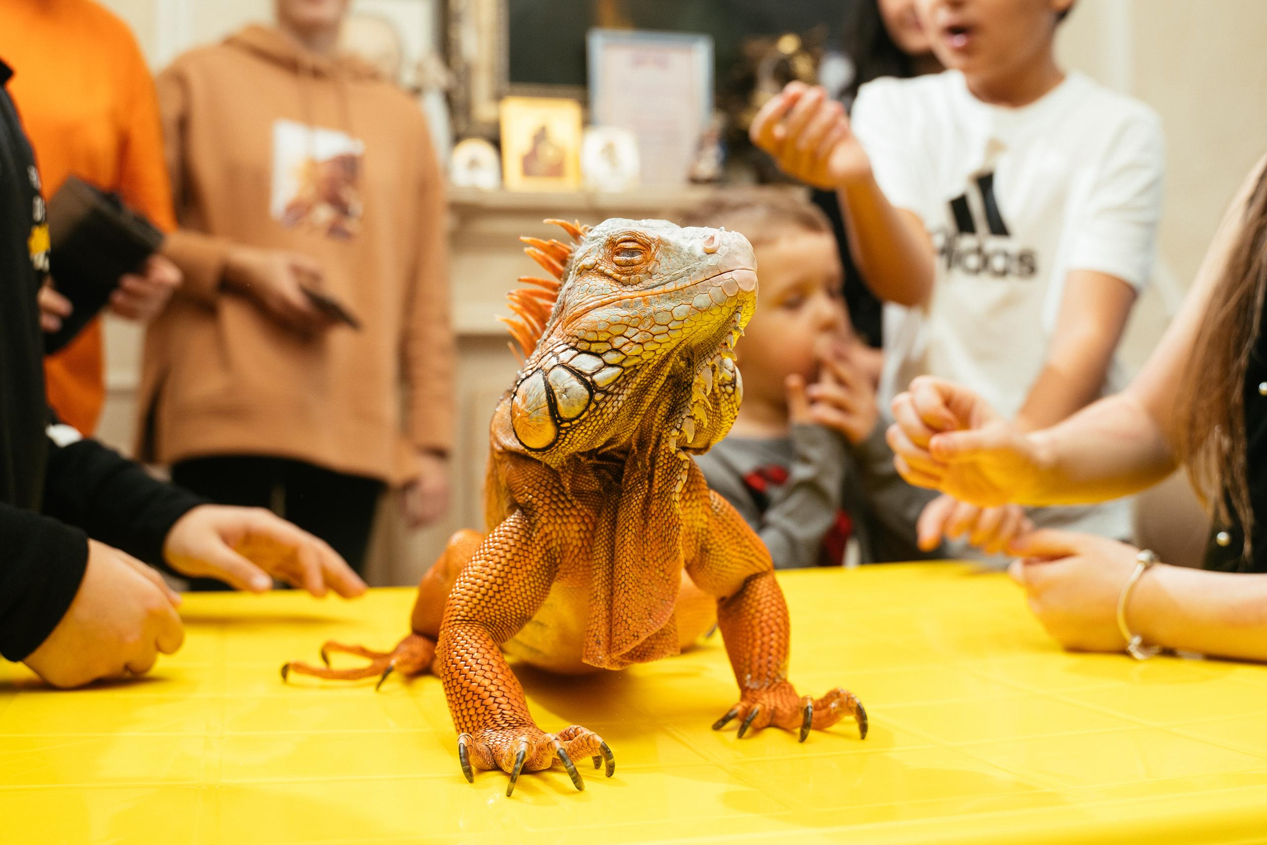 Хэллоуин и нащупай-шоу. Выпускные альбомы для детского сада и школы в Красноярске Мария Русяев