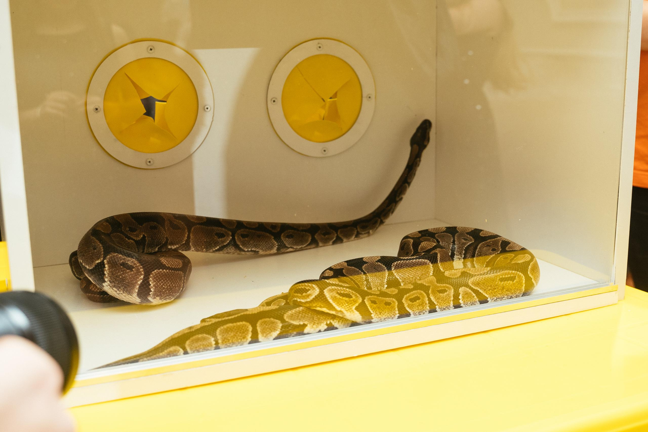 Хэллоуин и нащупай-шоу. Выпускные альбомы для детского сада и школы в Красноярске Мария Русяев