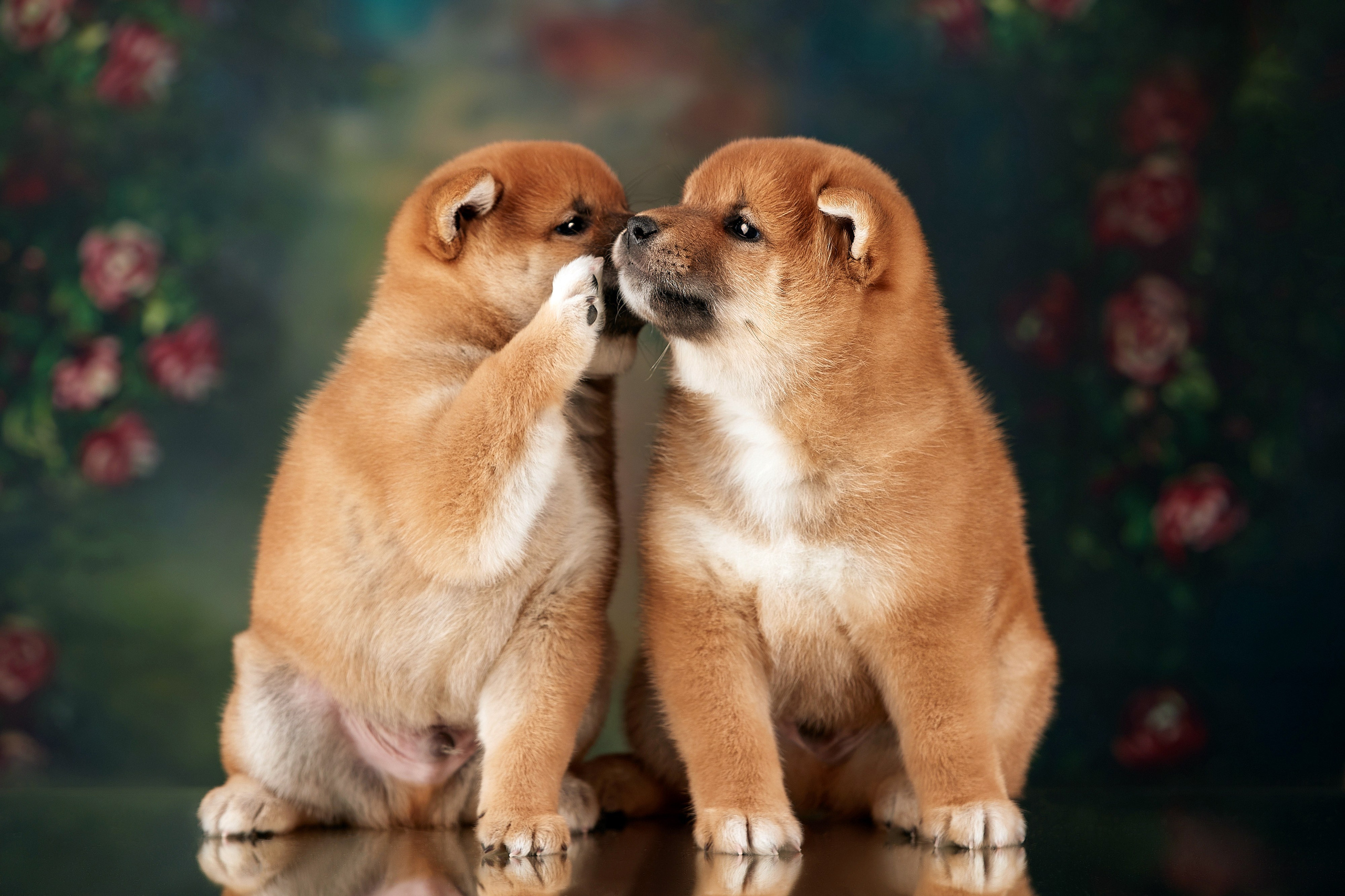 ФОТОСЪЕМКА ЩЕНКОВ НА ДОМУ. ФОТОГРАФ-АНИМАЛИСТ l LANA POLYAKOVA