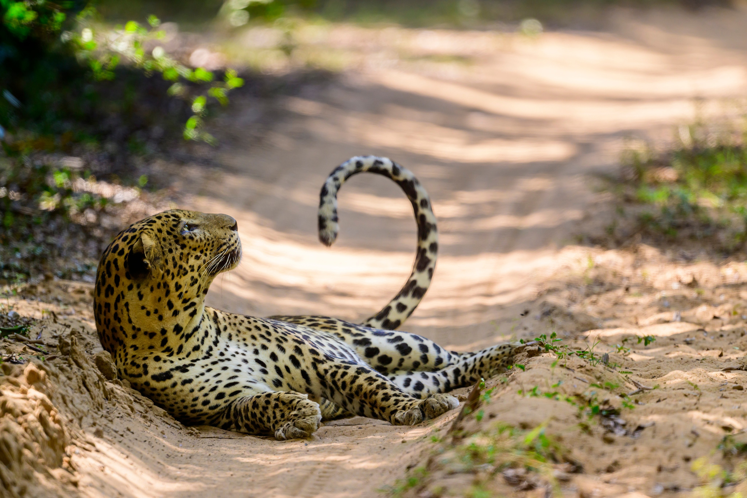 Большие кошки | Big cats. Фотограф Сергей Пупонин