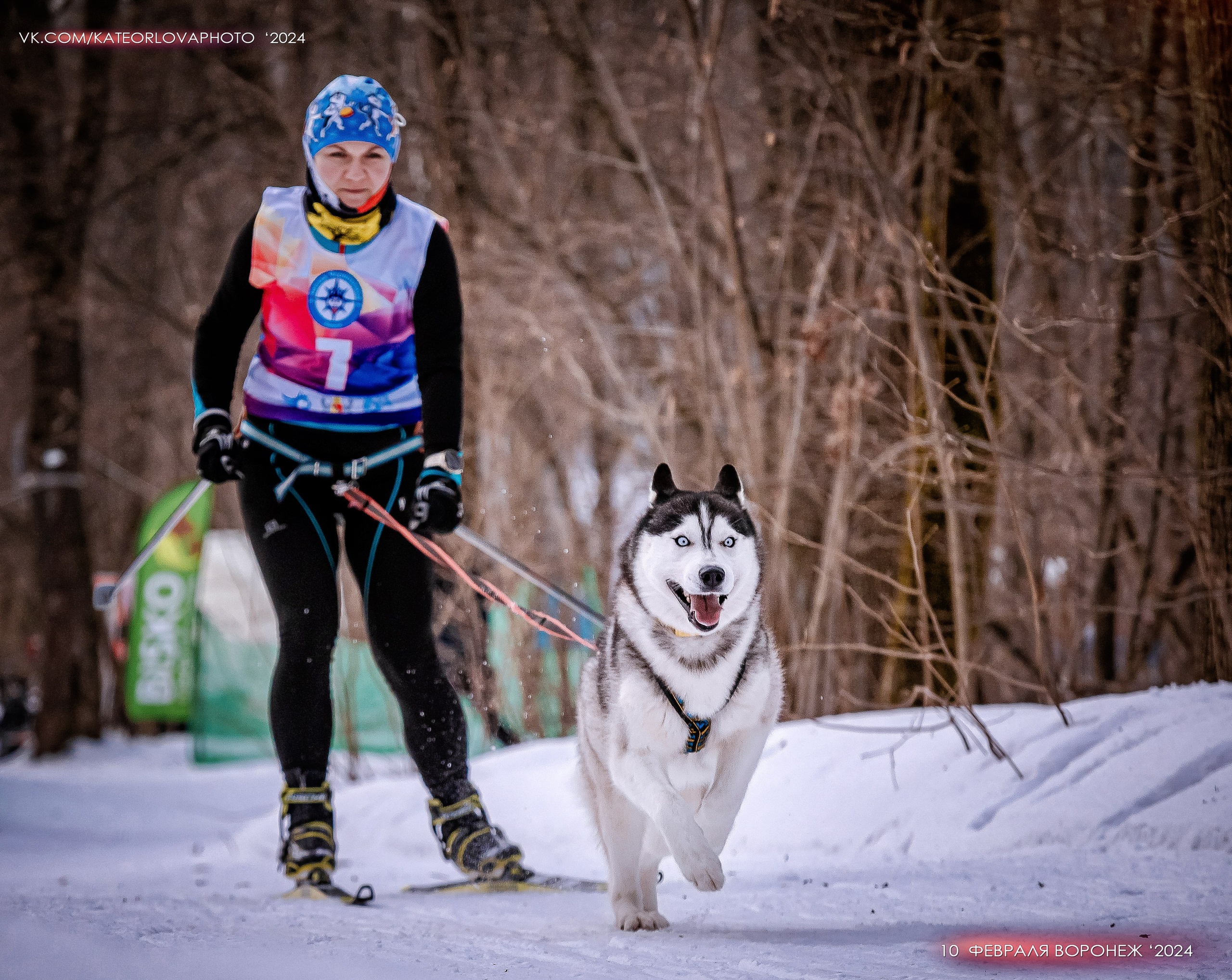 Собаки питомника Bueno Pardo. Питомник собак Акита, Хаски, Корги
