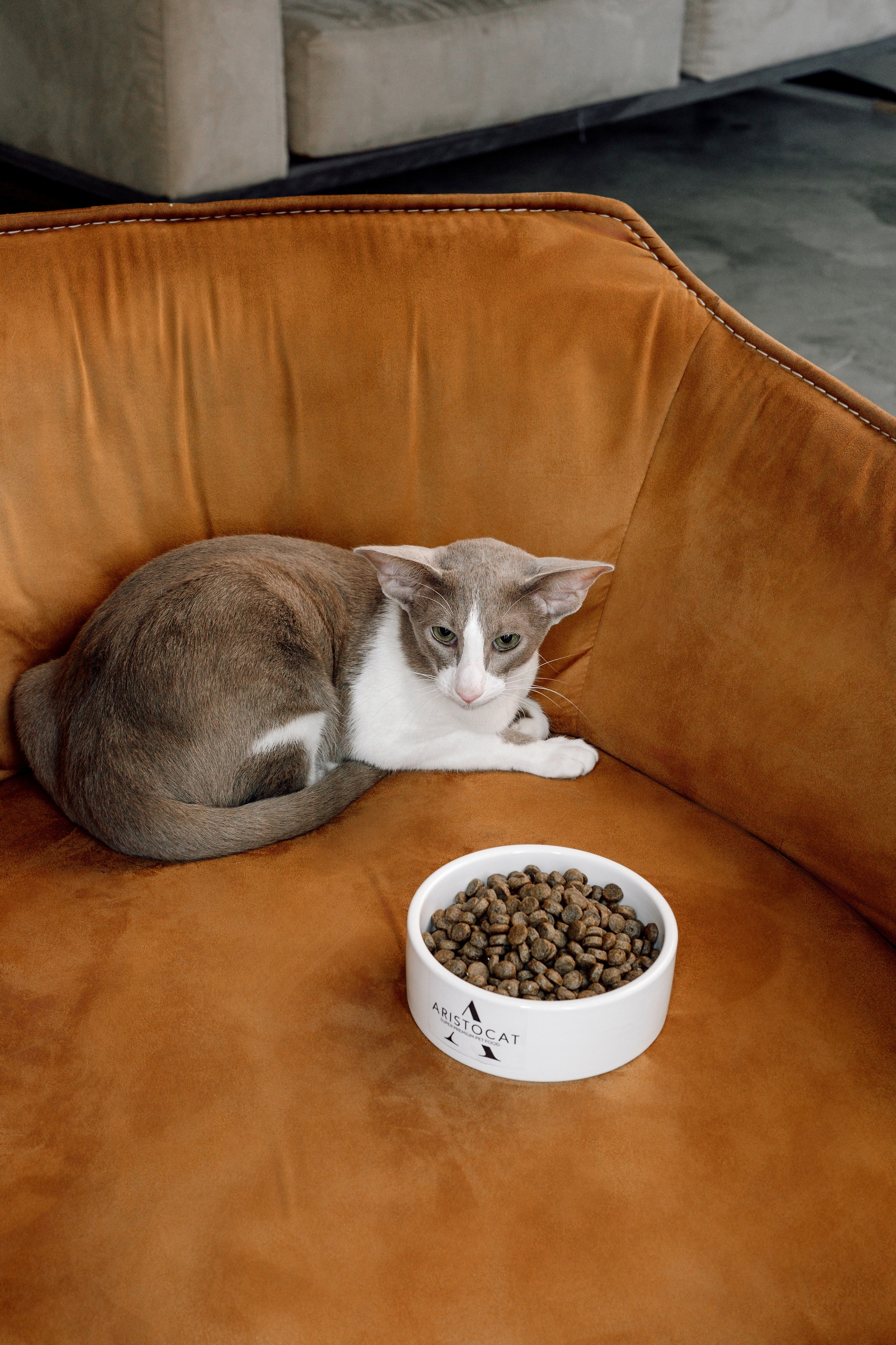 ARISTODOG. Фотограф и видеограф Анна Жагорина