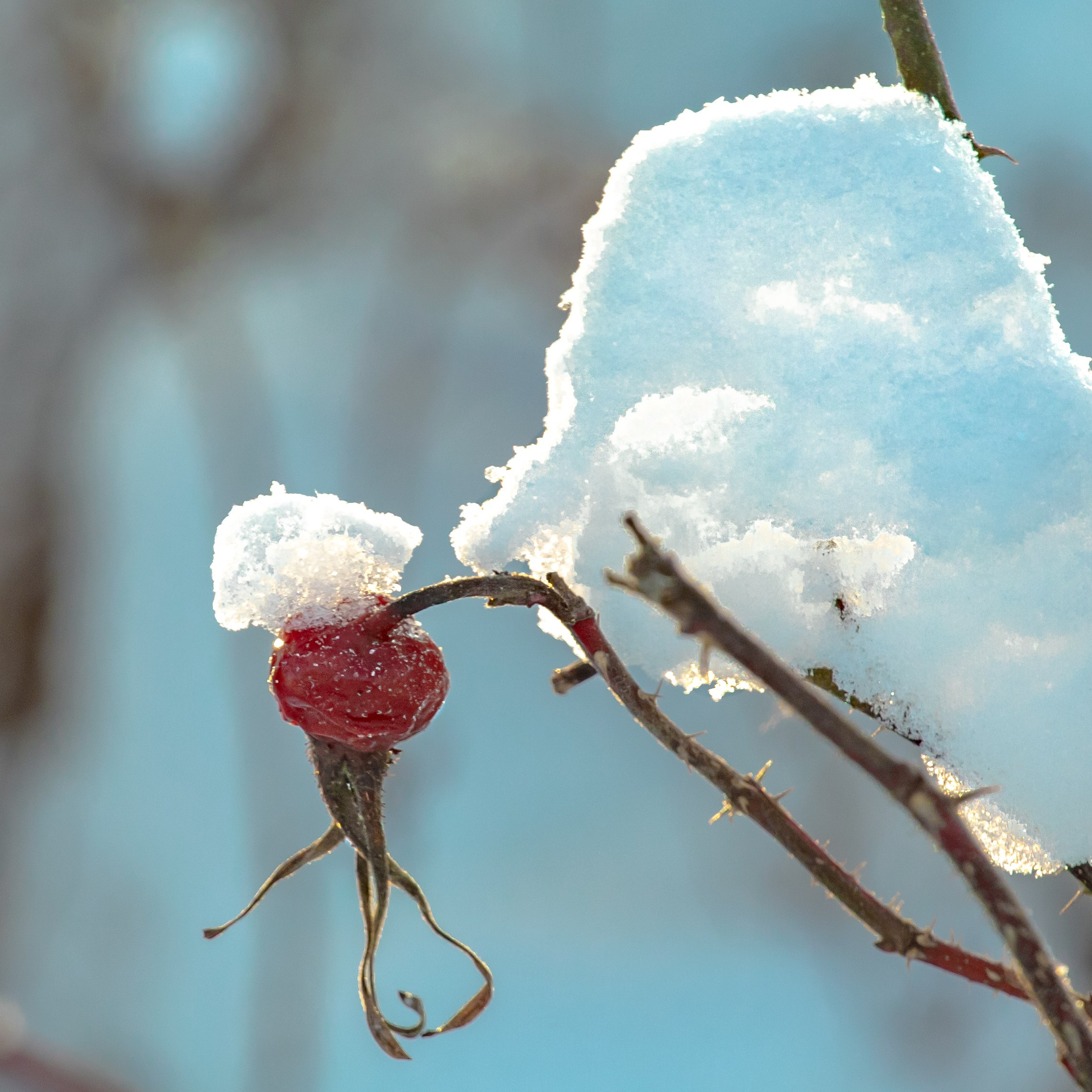 Фотопроект «Зима продолжается». Свадьбы, портретная, предметная съемка. Фотограф Александр К