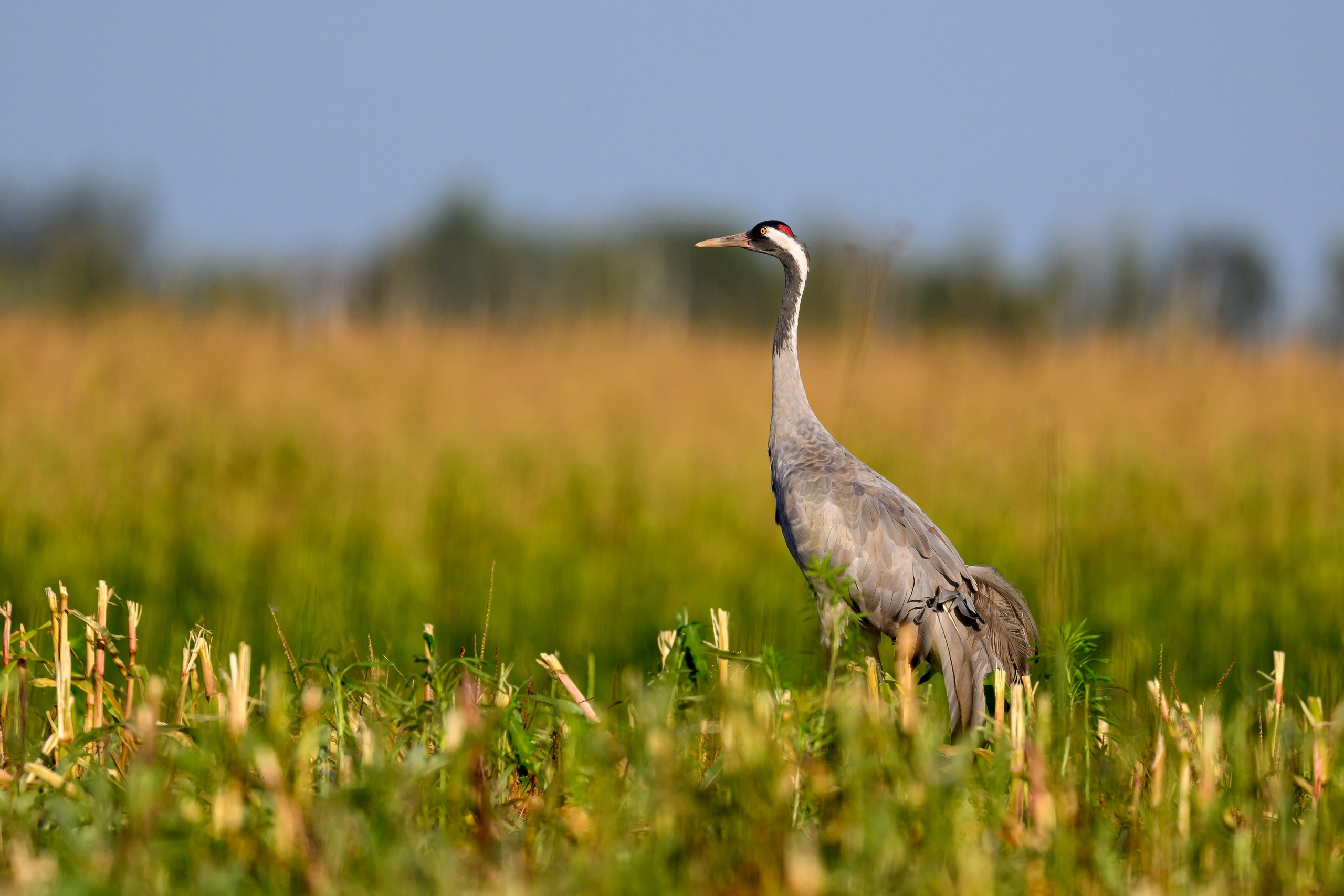 Серый журавль. Фотограф Сергей Пупонин