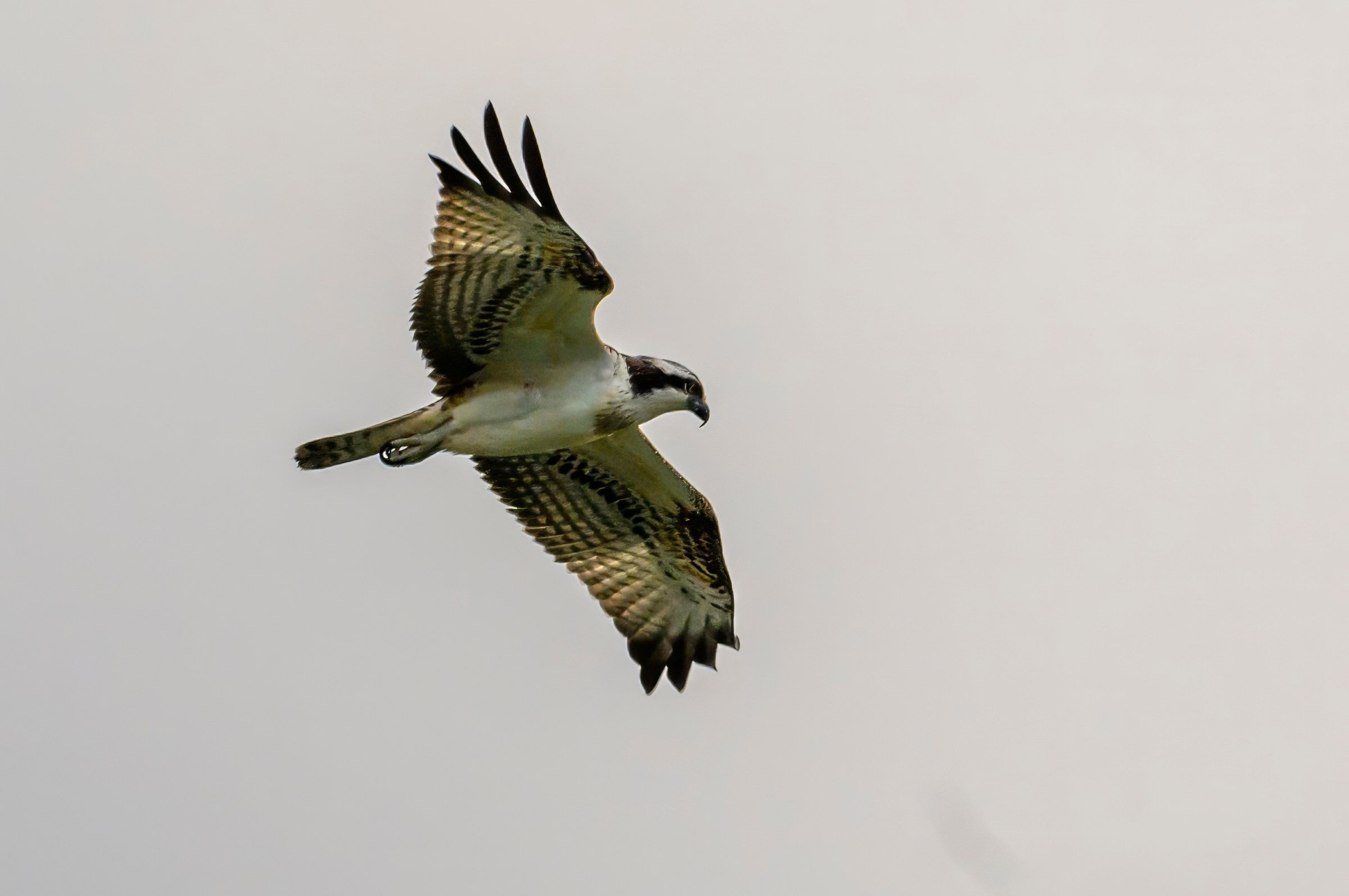Охота скопы. The hunt of the Osprey. Фотограф Сергей Пупонин